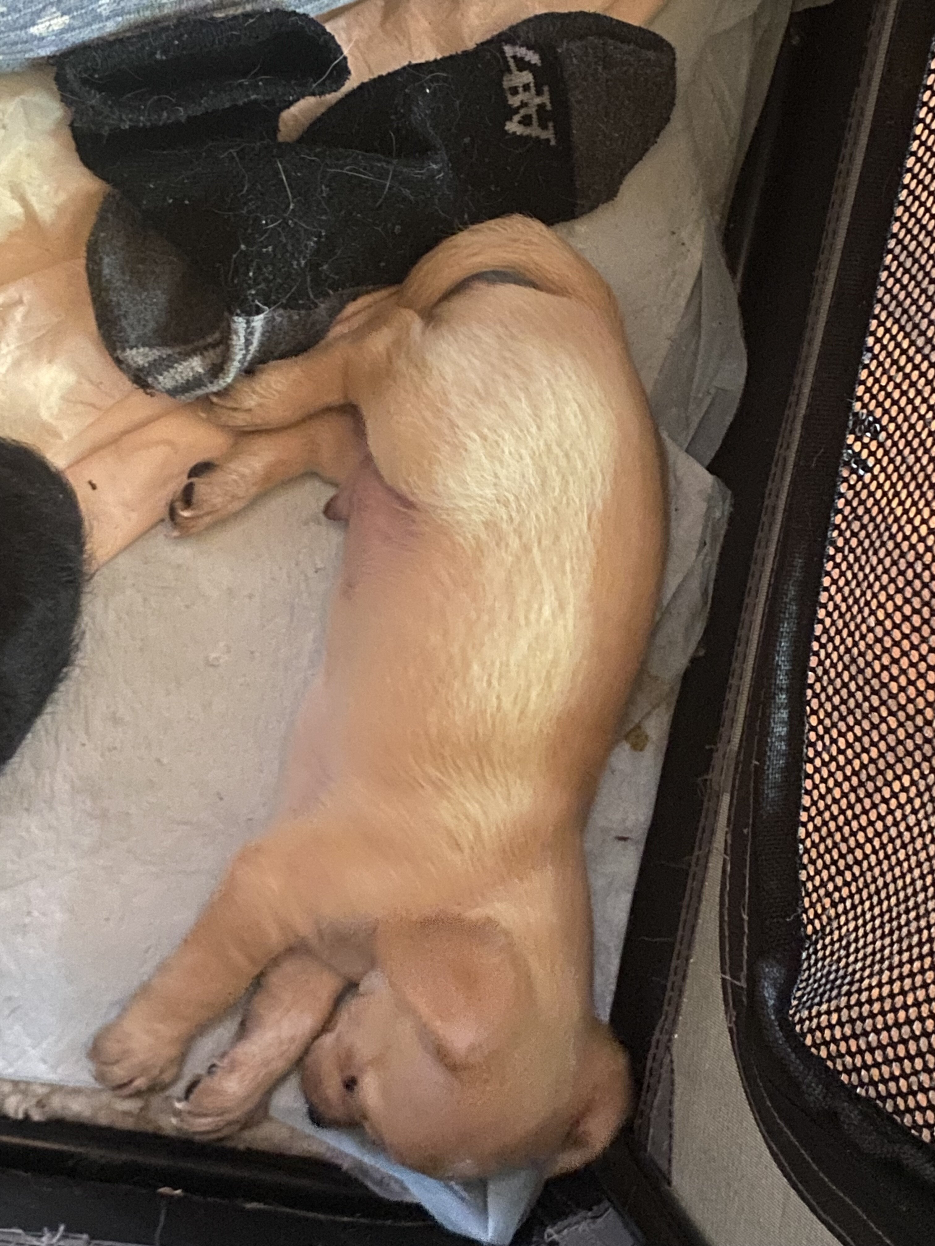 Malchi pups 1m/o 3 pups 200 each image 1