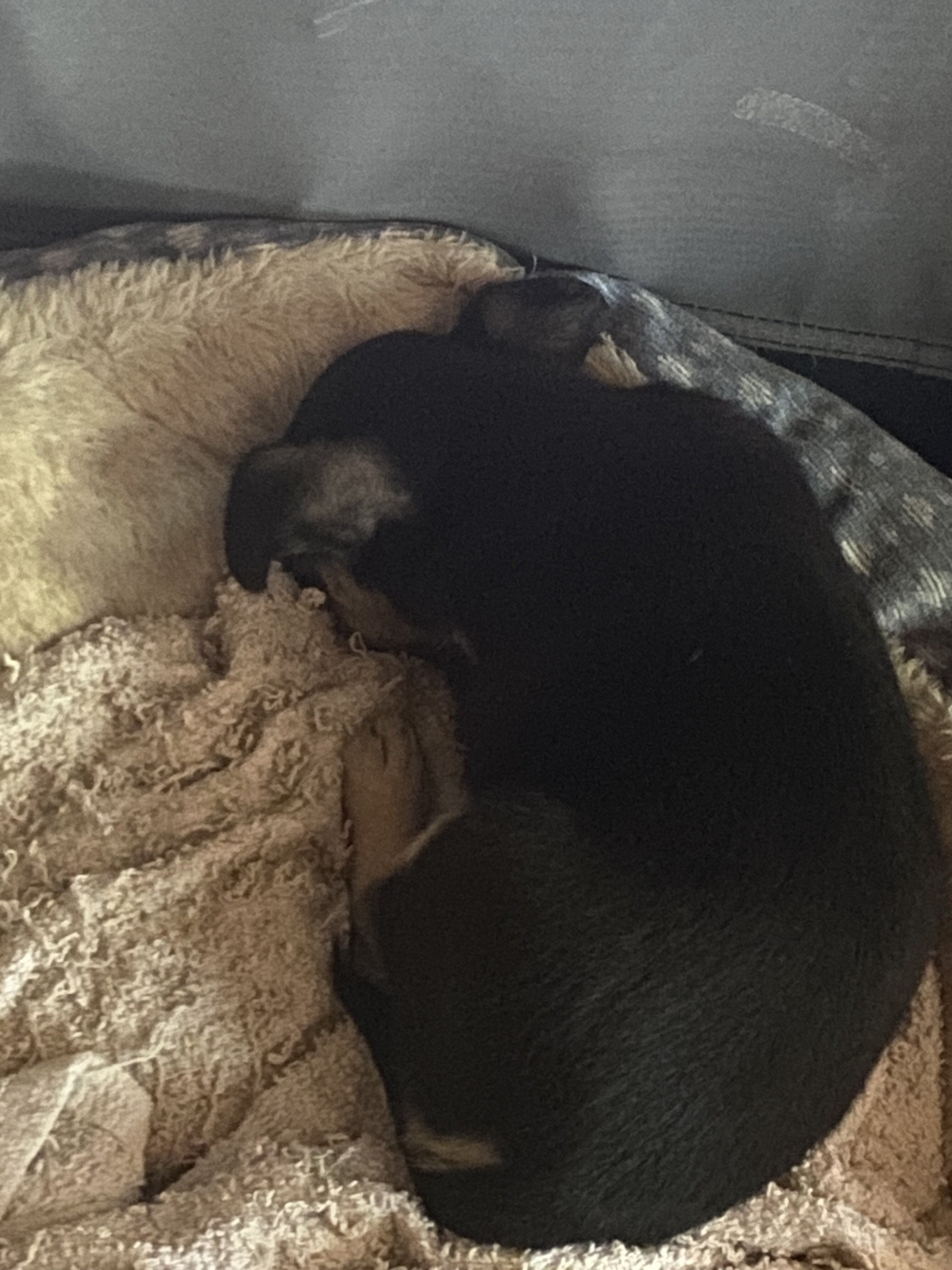 Malchi pups 1m/o 3 pups 200 each image 6