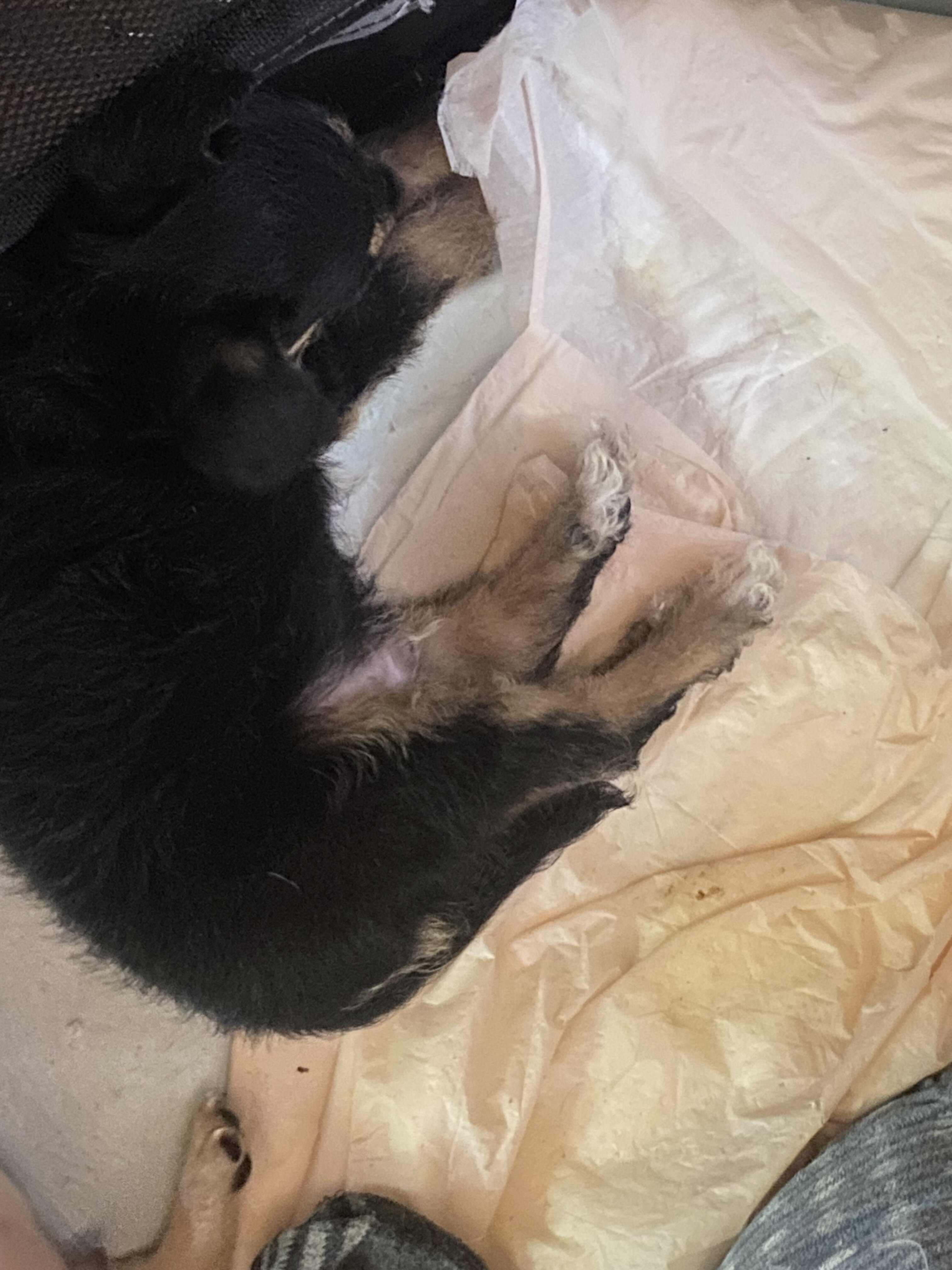 Malchi pups 1m/o 3 pups 200 each image 5