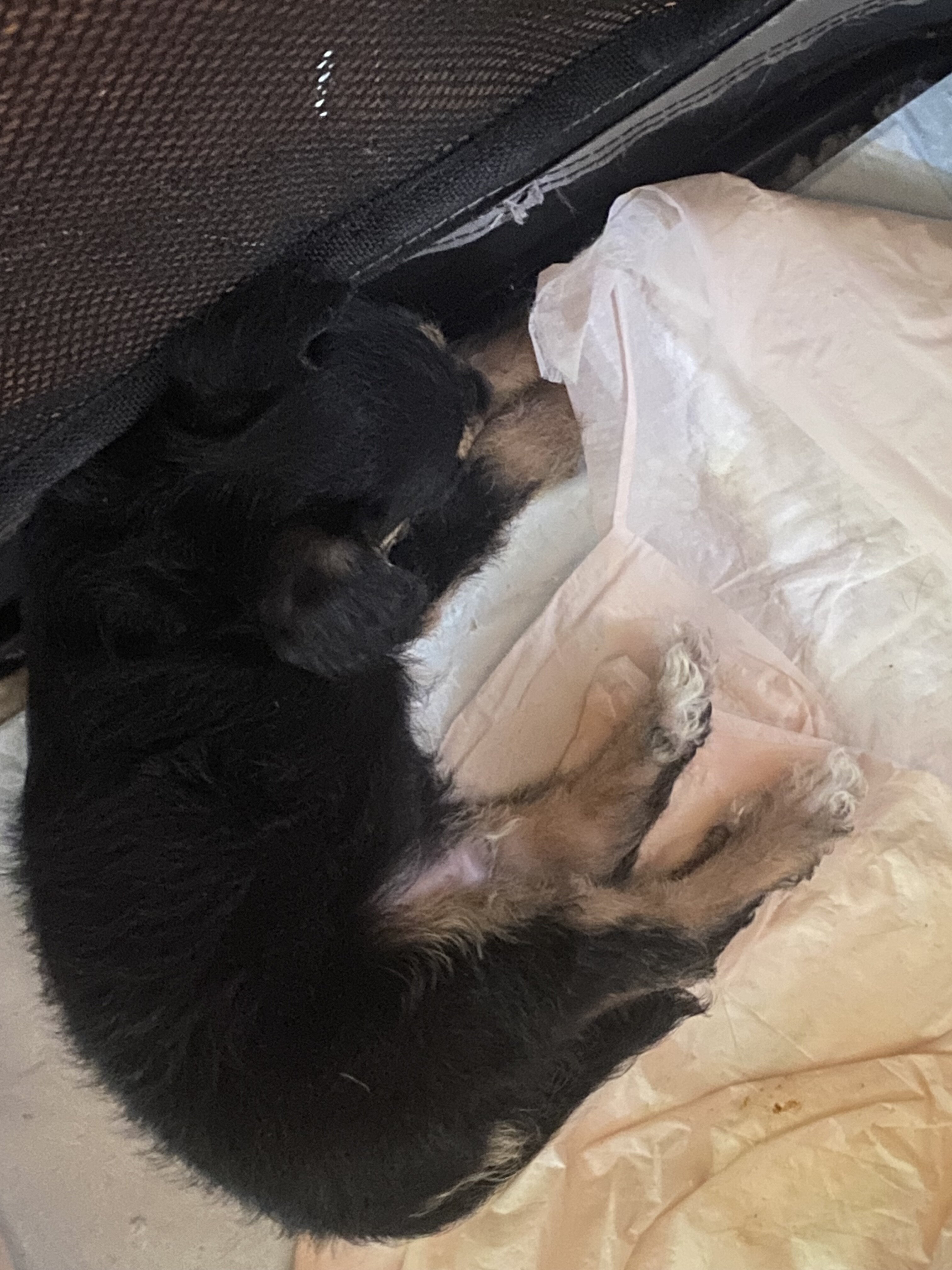 Malchi pups 1m/o 3 pups 200 each image 4
