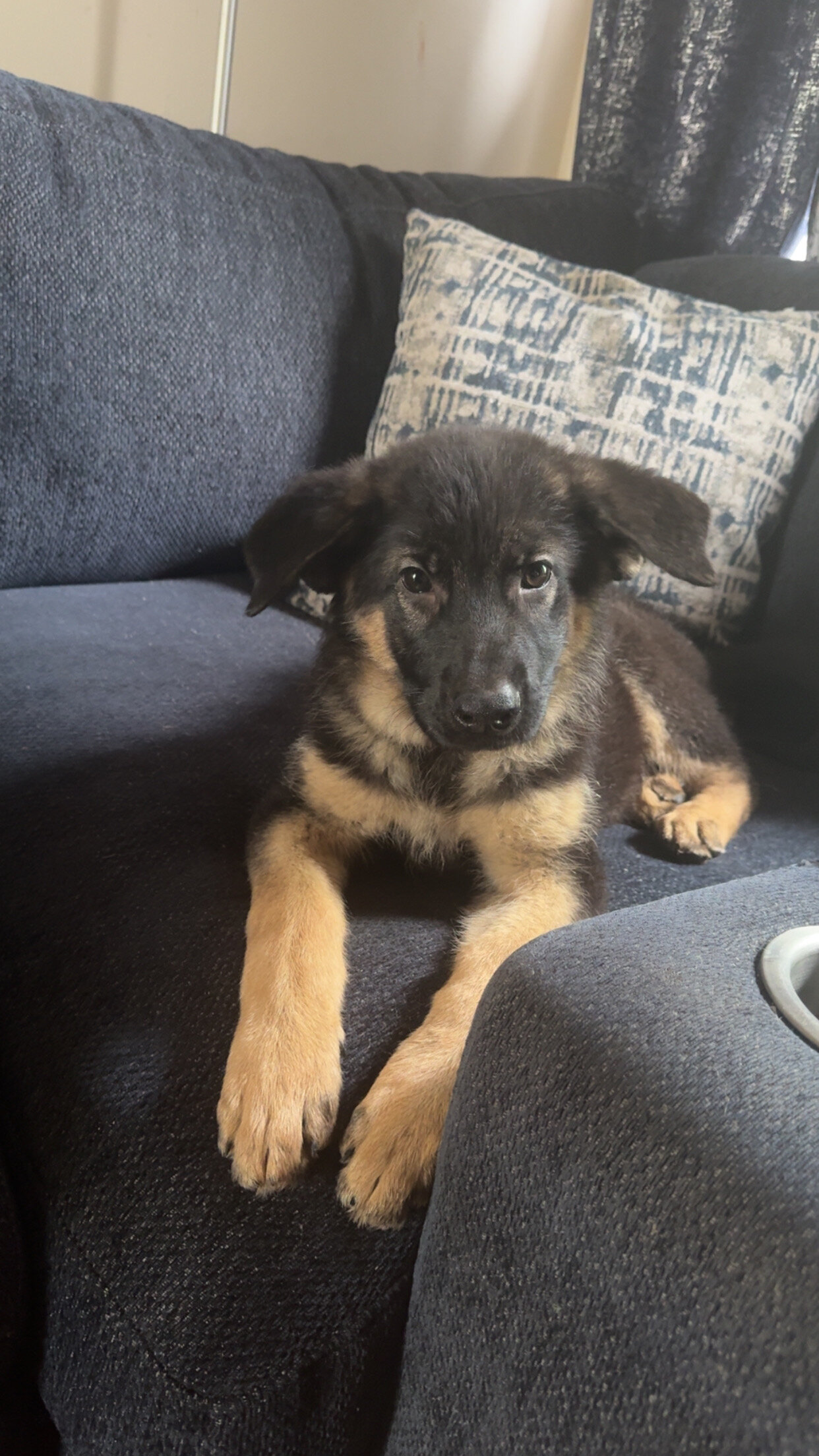 Purebred German Shepard image 2