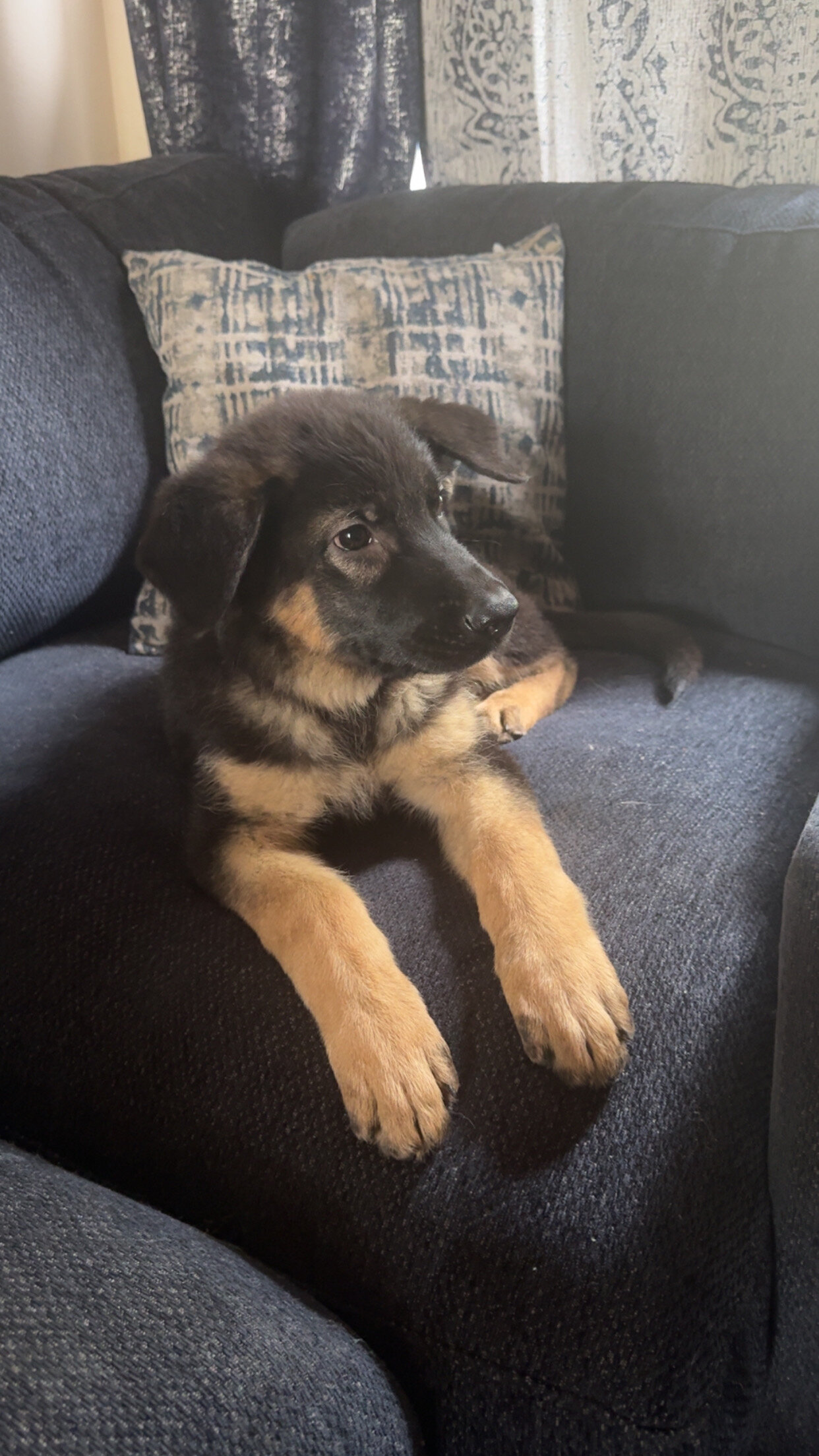 Purebred German Shepard image 3