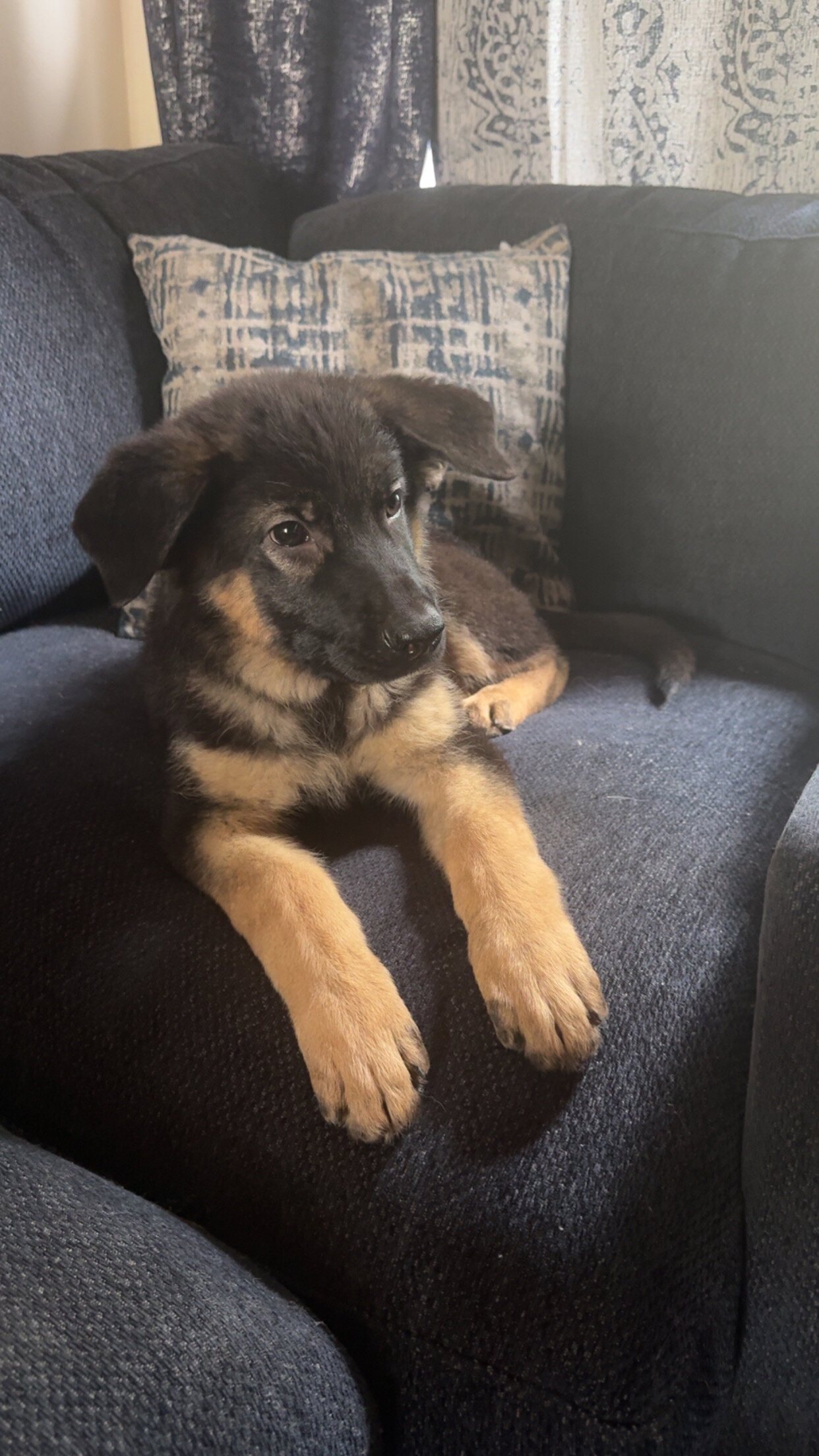 Purebred German Shepard image 1