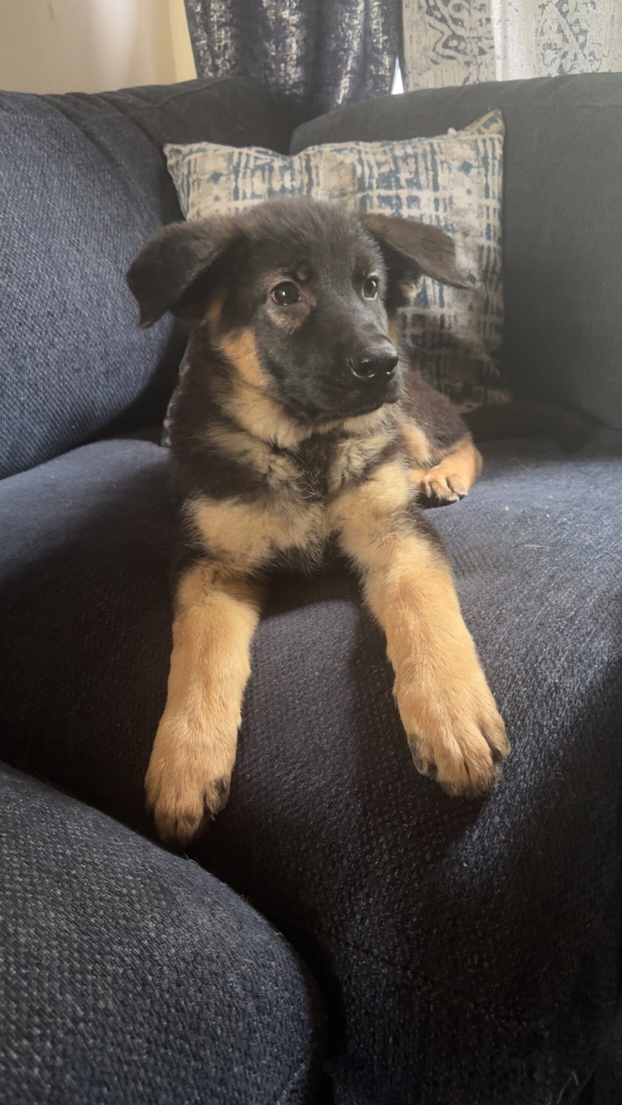 Purebred German Shepard image 5