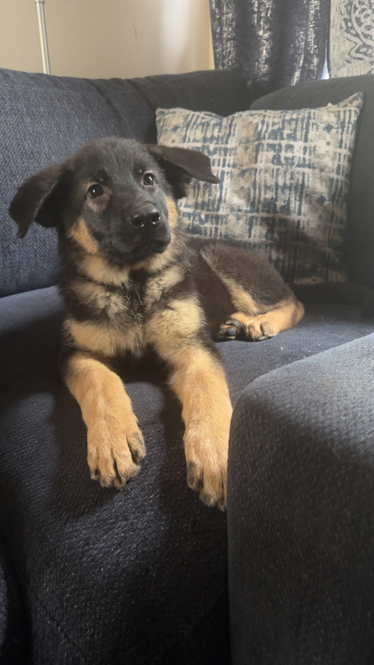Purebred German Shepard image 4