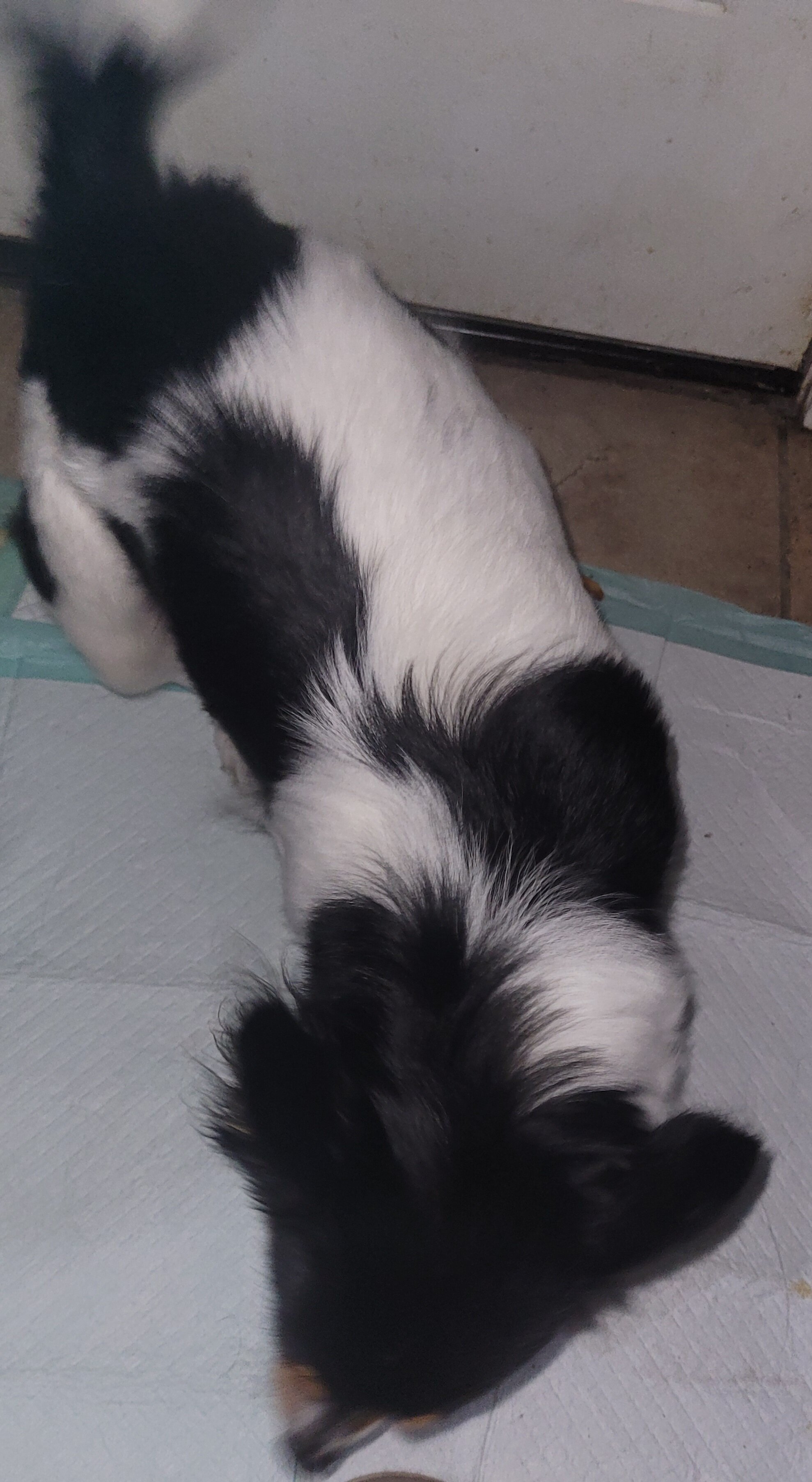 Bella chorkie image 3