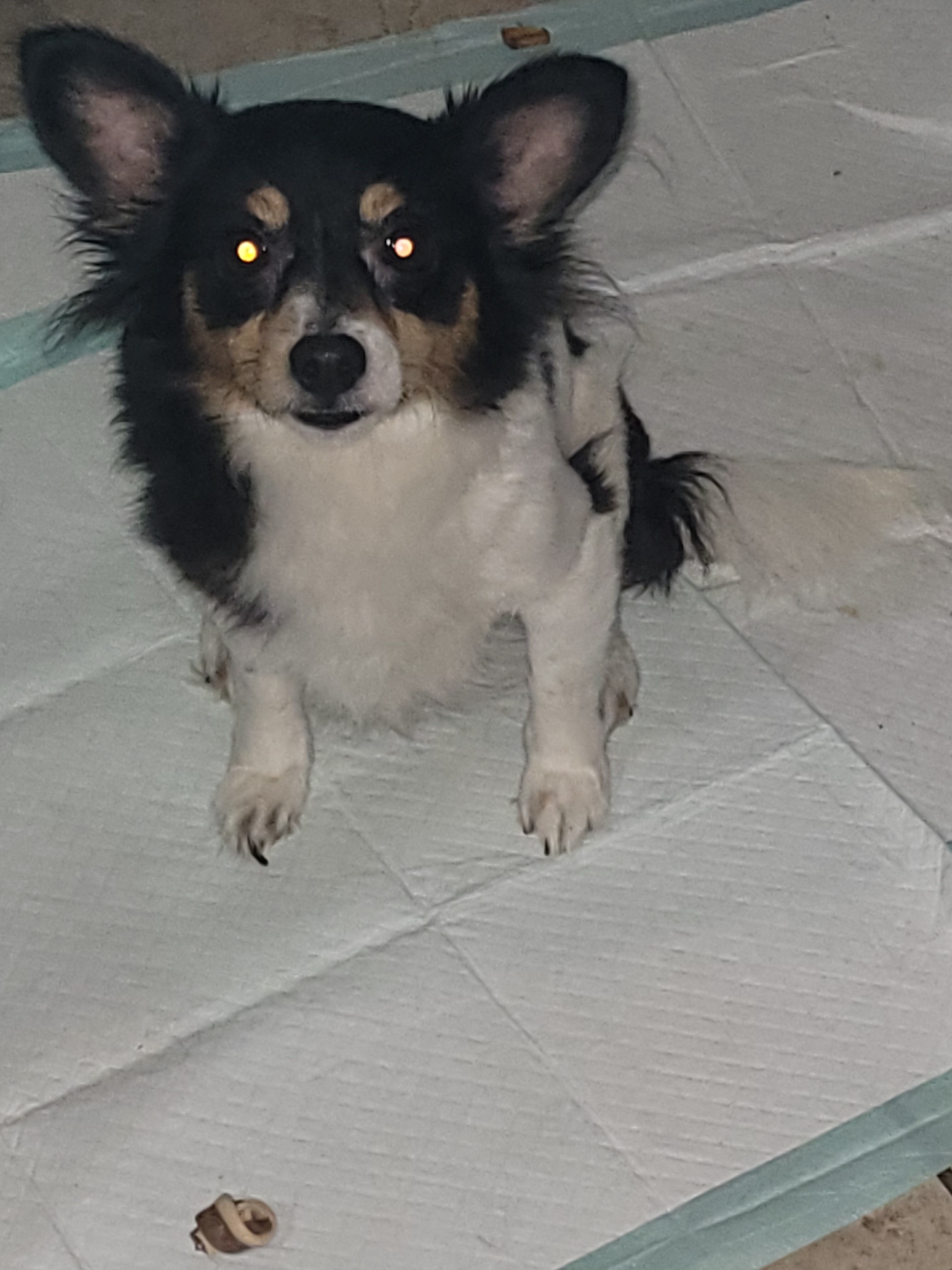 Bella chorkie image 1