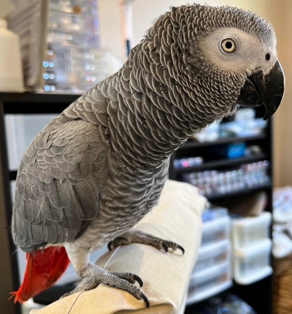 Congo African Grey image 1