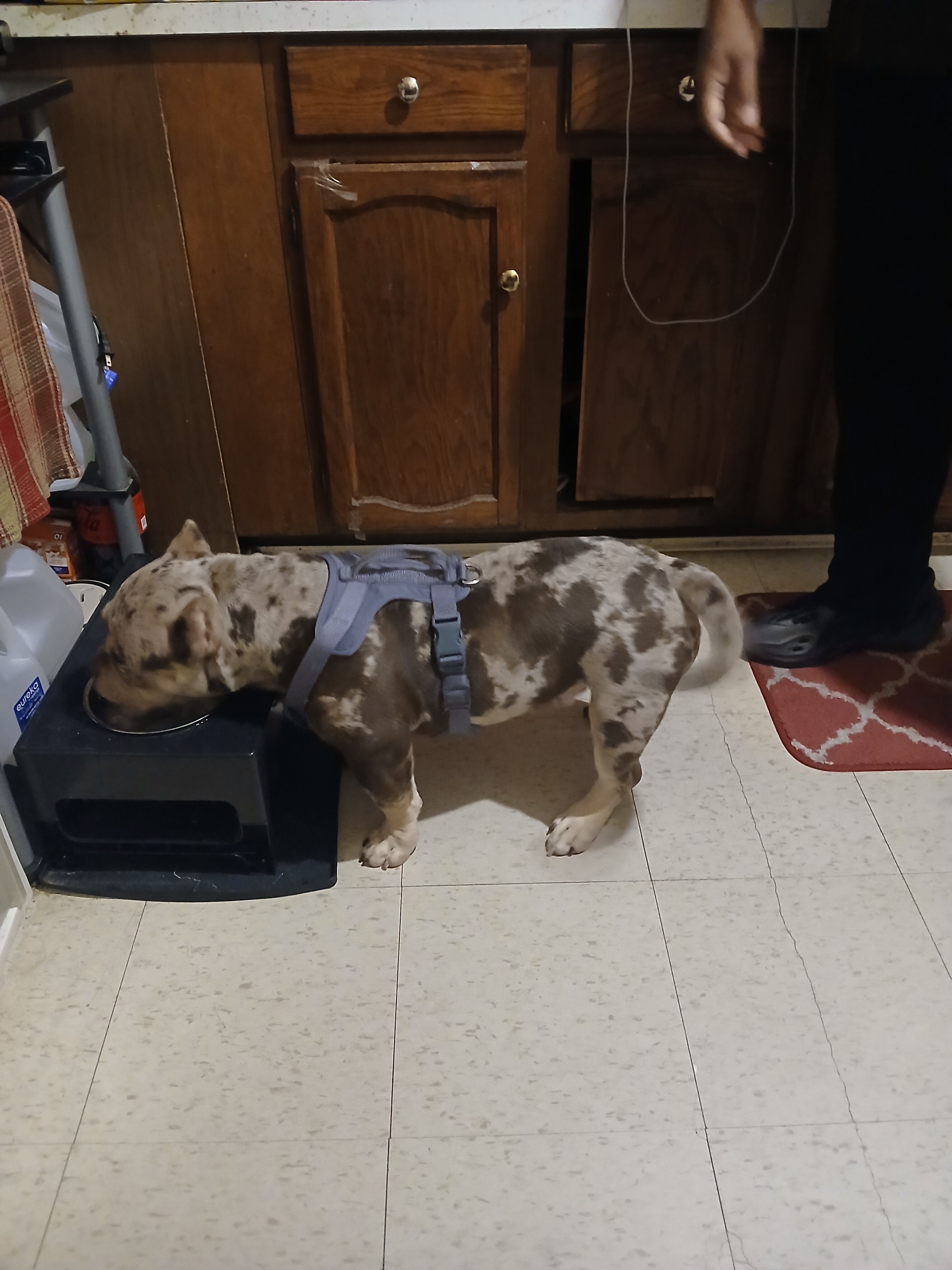 Micro American Bully  6 months merle image 1