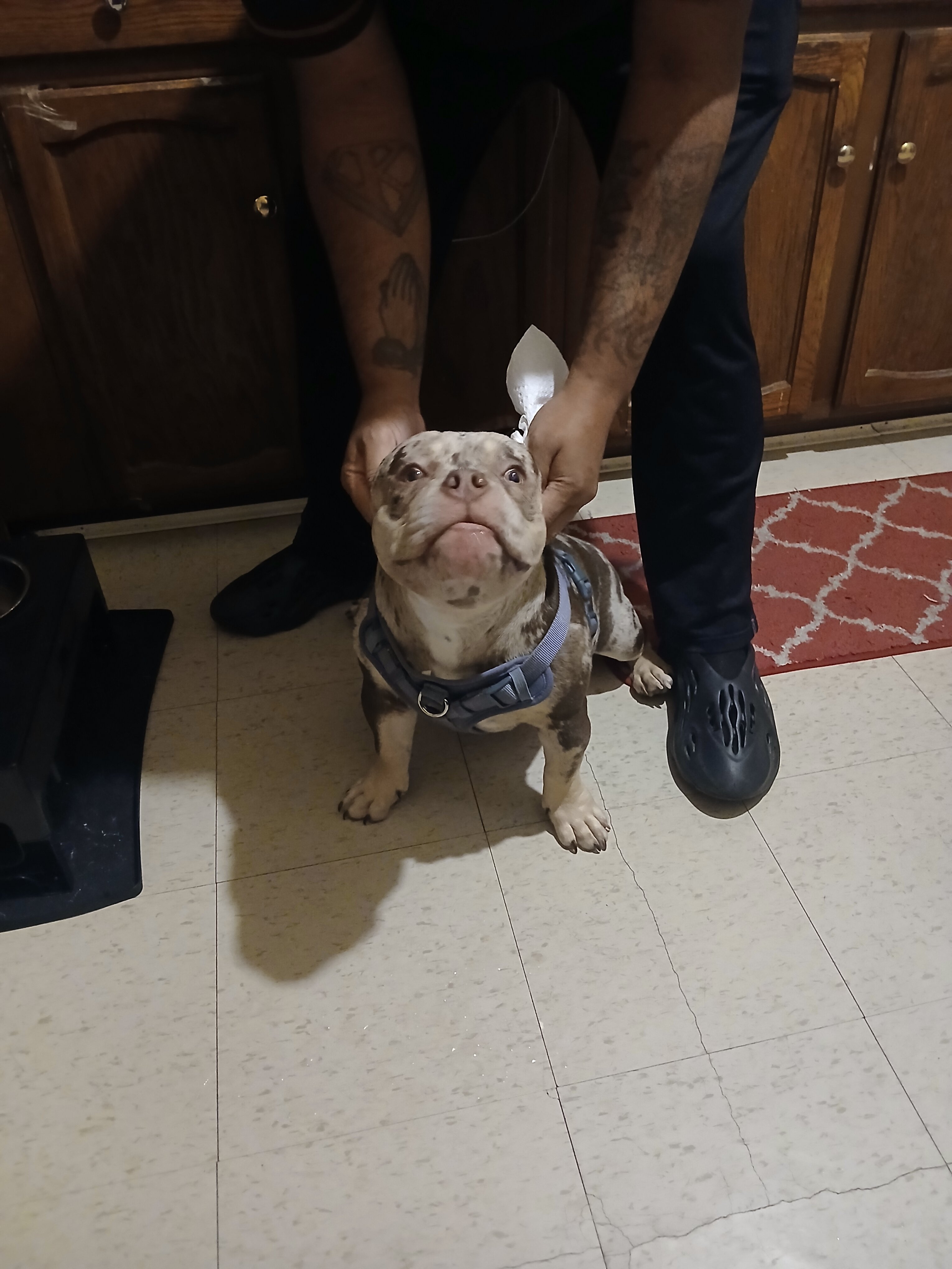 Micro American Bully  6 months merle image 4