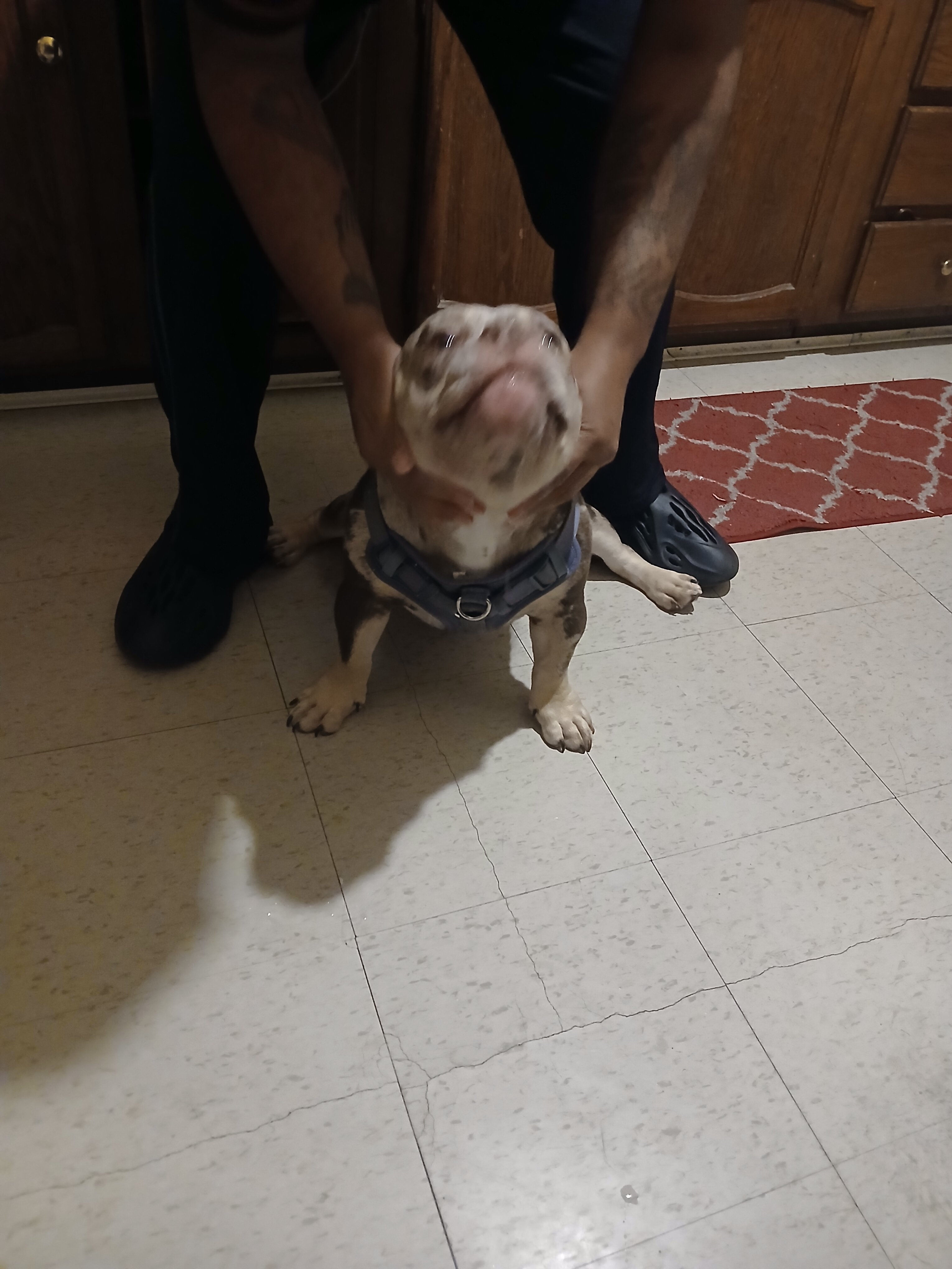 Micro American Bully  6 months merle image 5