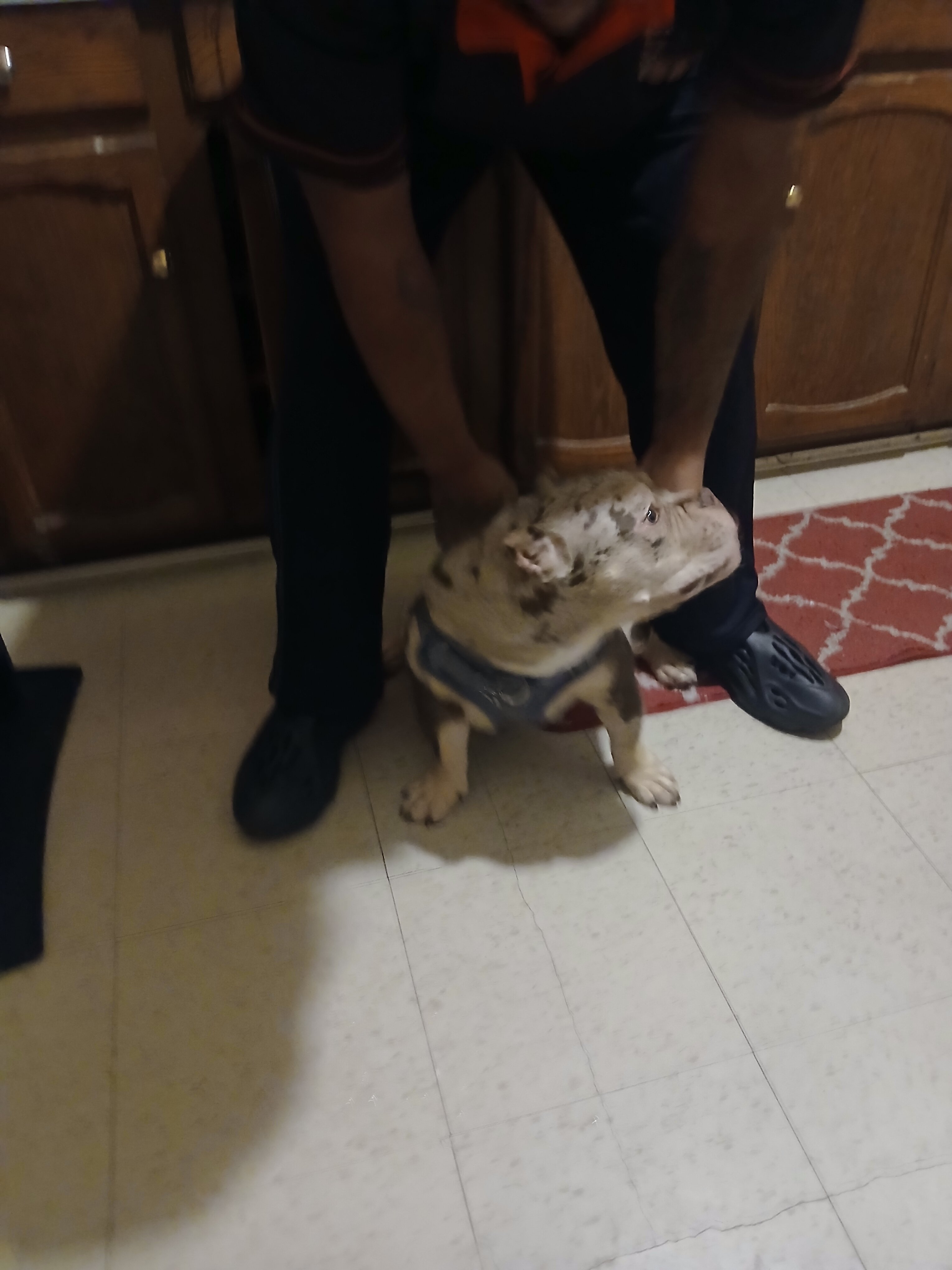 Micro American Bully  6 months merle image 6