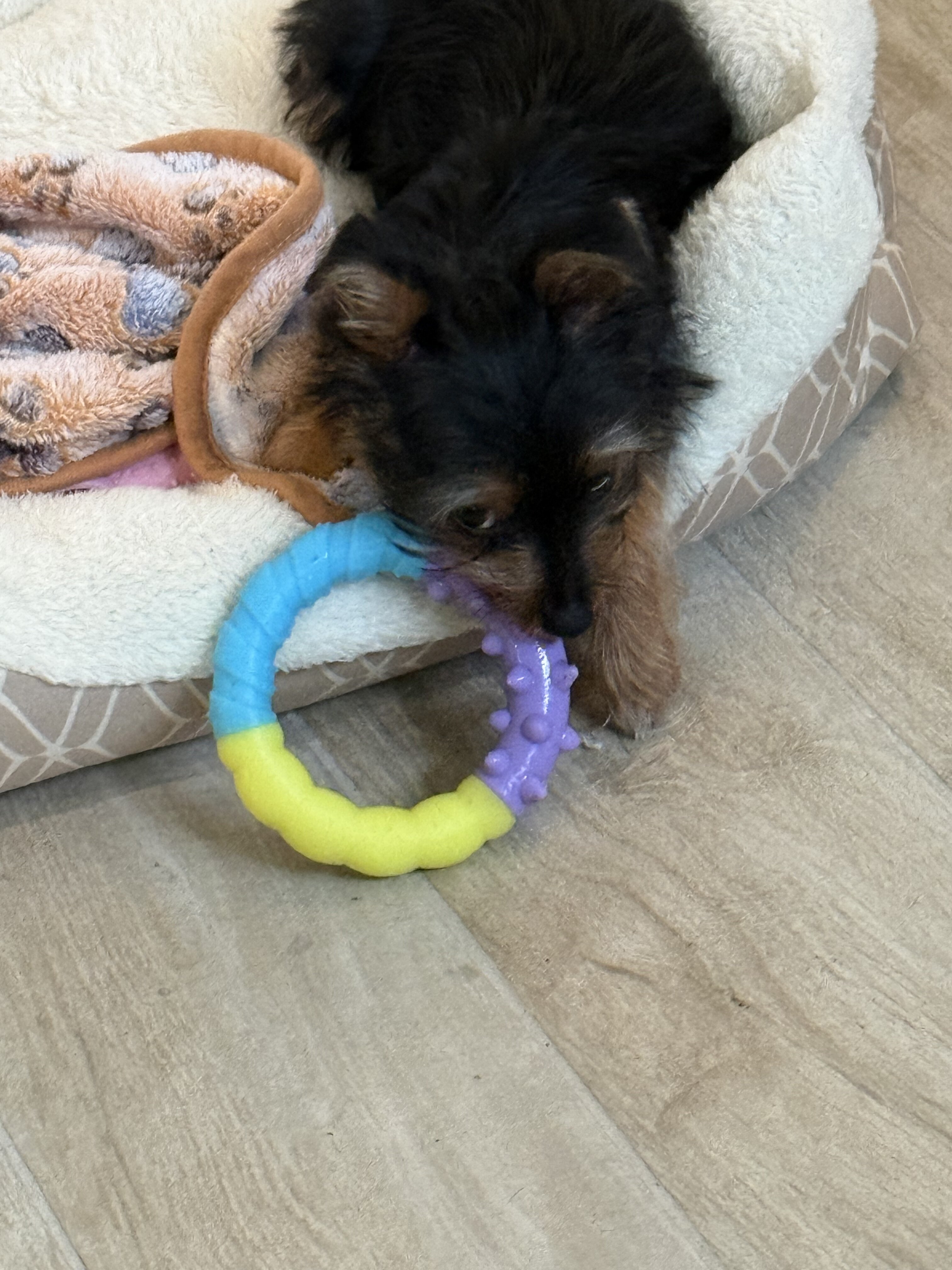 Purebred Yorkshire Terrier puppy image 2