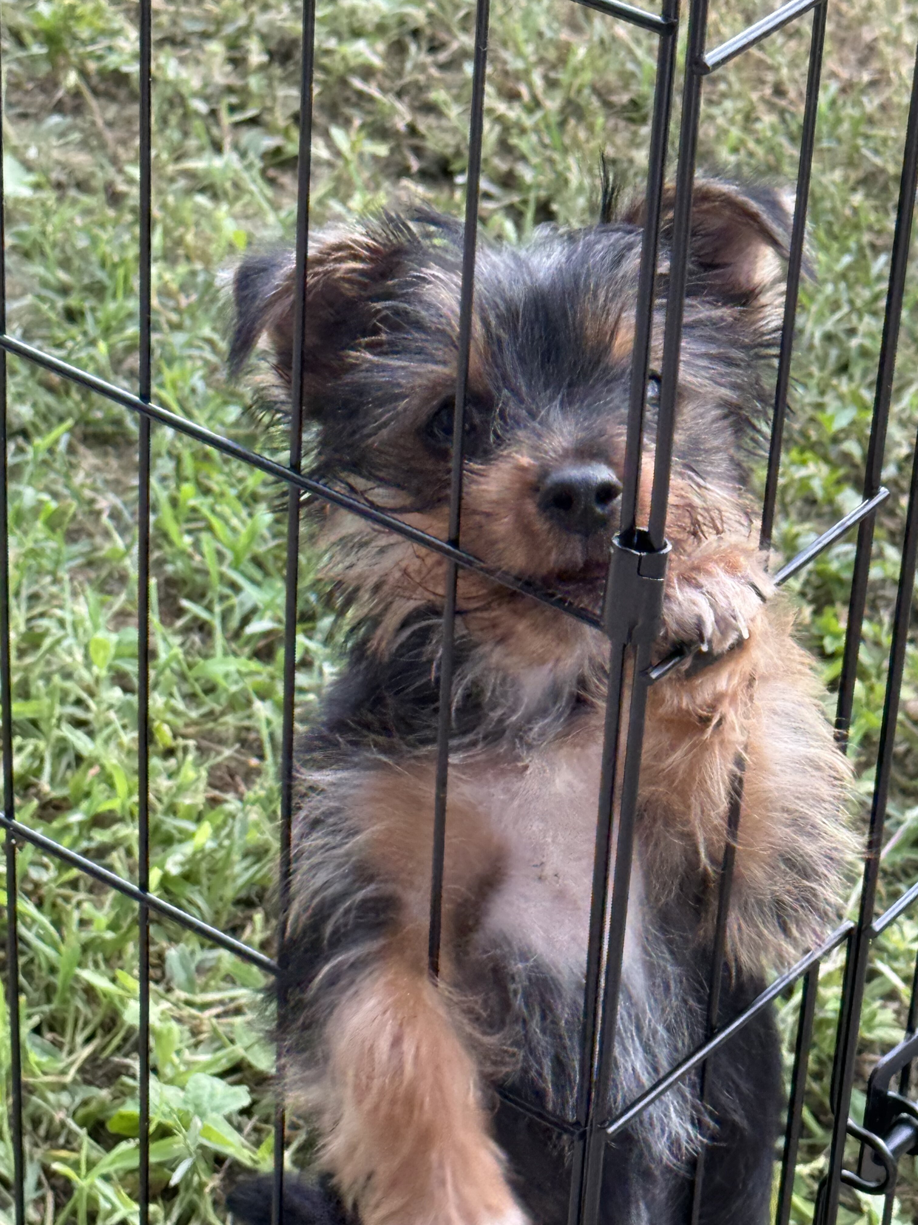 Purebred Yorkshire Terrier puppy image 3