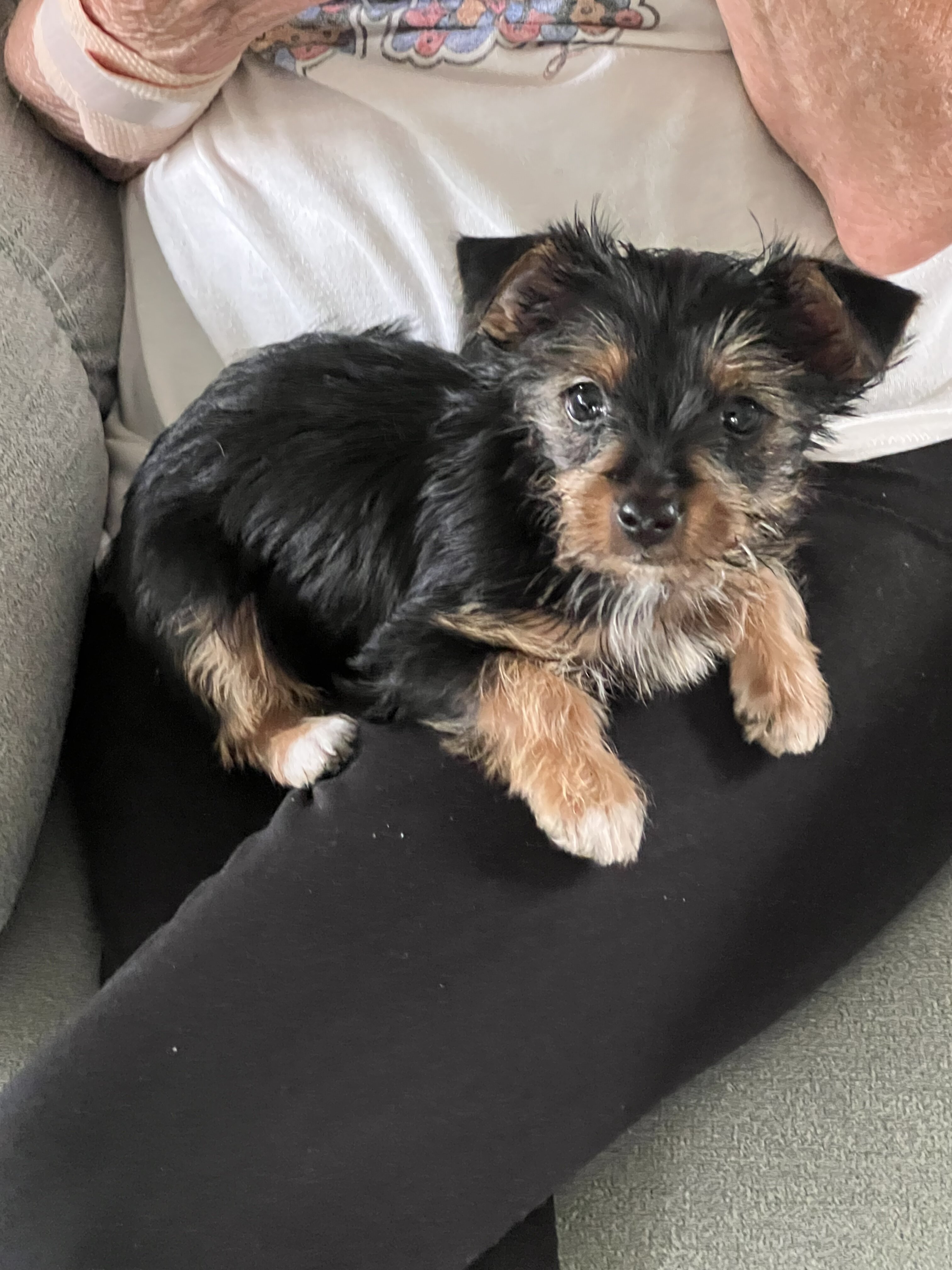 Purebred Yorkshire Terrier puppy image 1