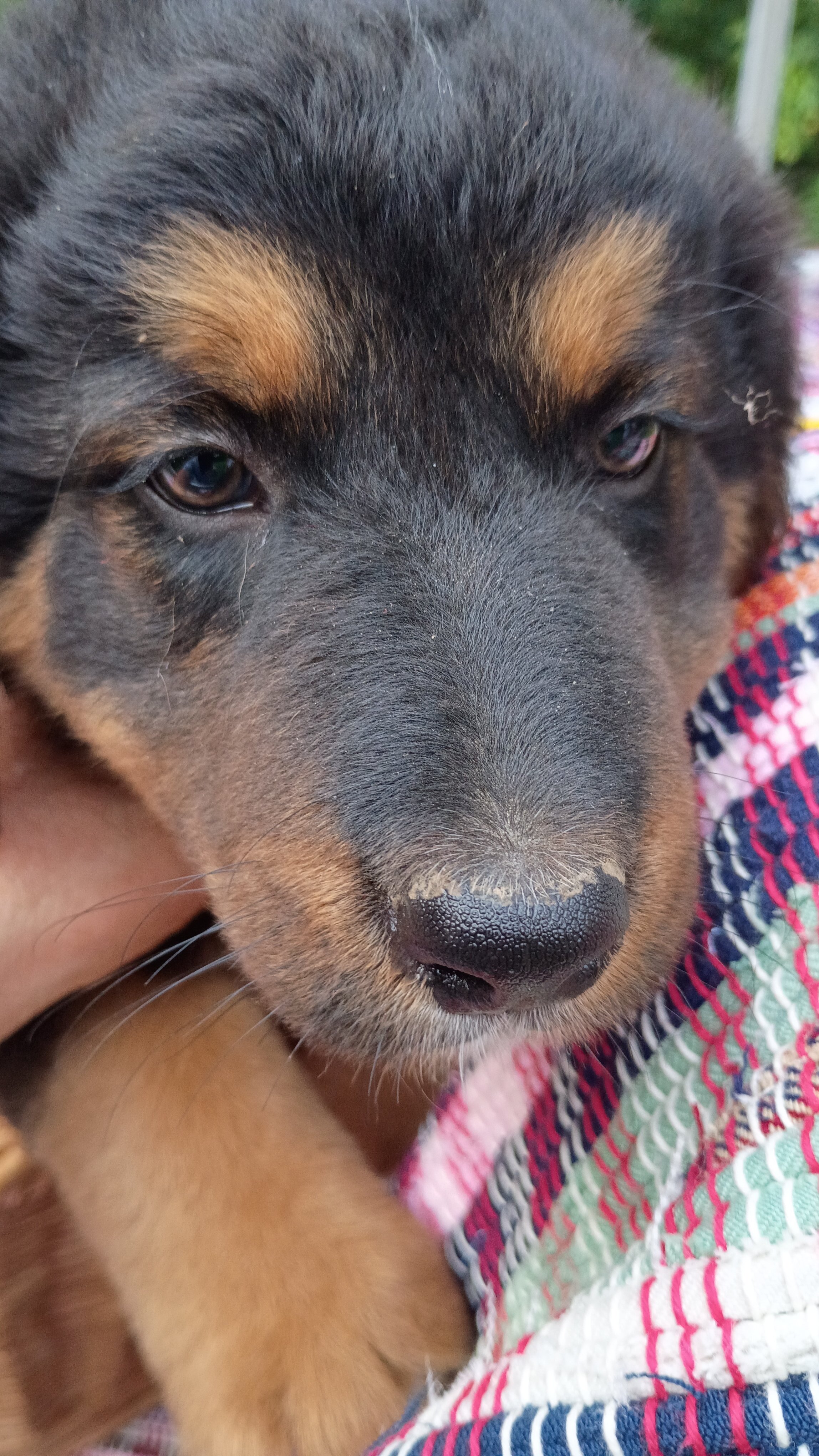 Bernese Mountain Dog and German Shepherd Puppies image 4
