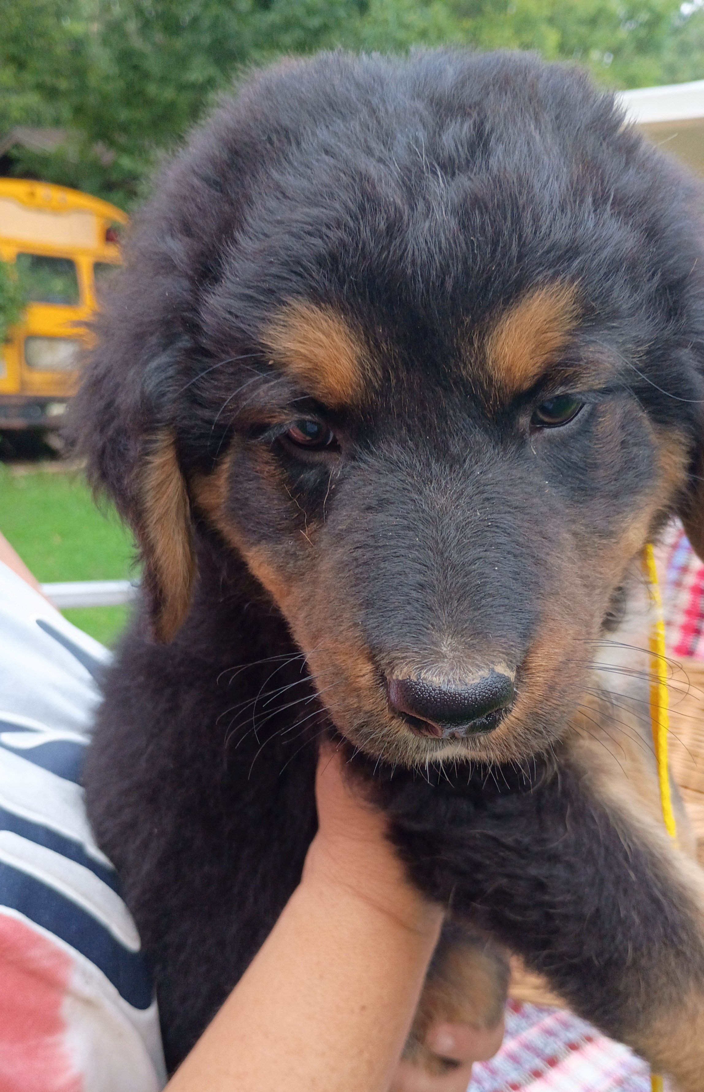 Bernese Mountain Dog and German Shepherd Puppies image 1