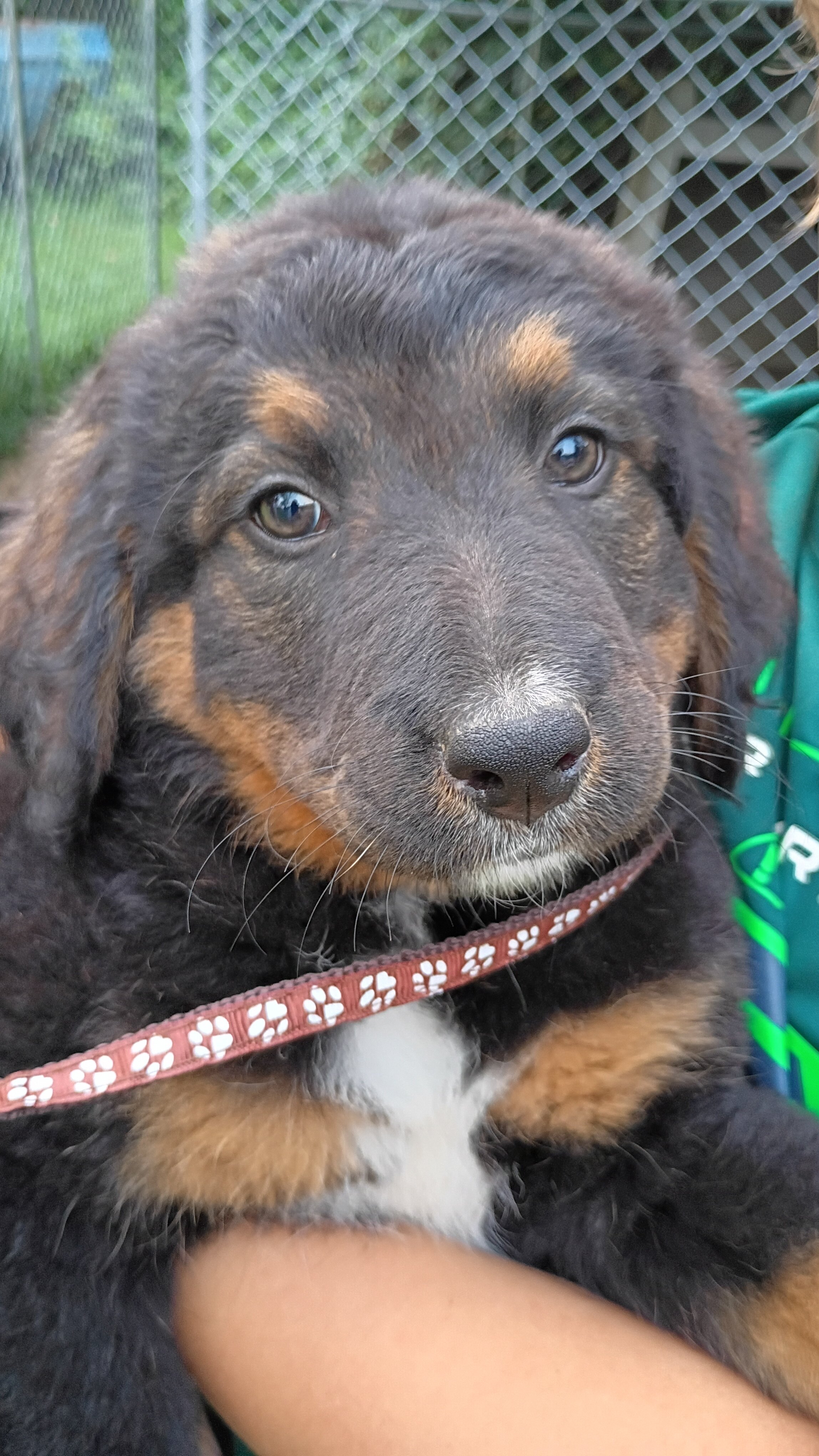 Bernese Mountain Dog and German Shepherd Puppies image 3