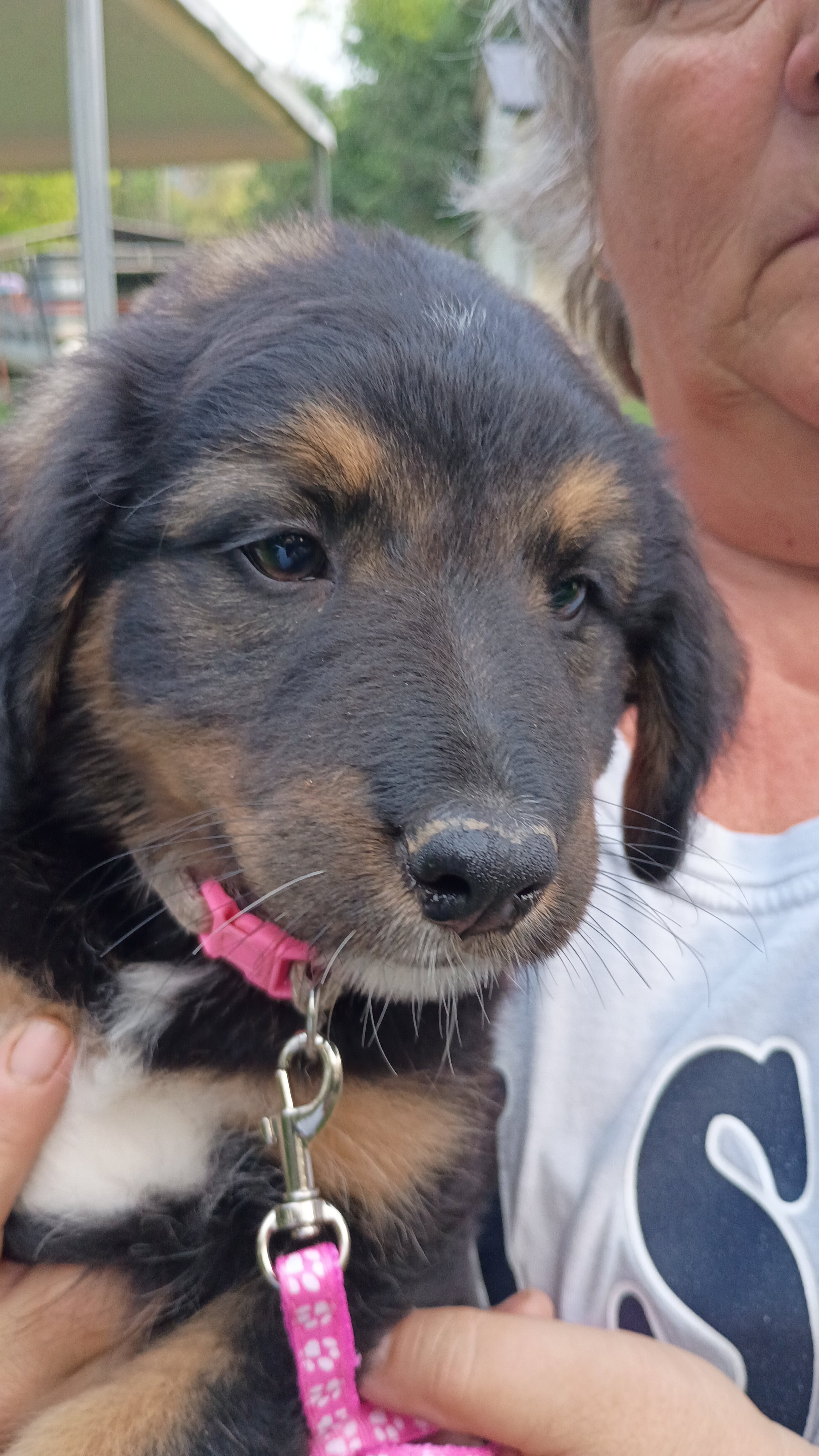 Bernese Mountain Dog and German Shepherd Puppies image 2