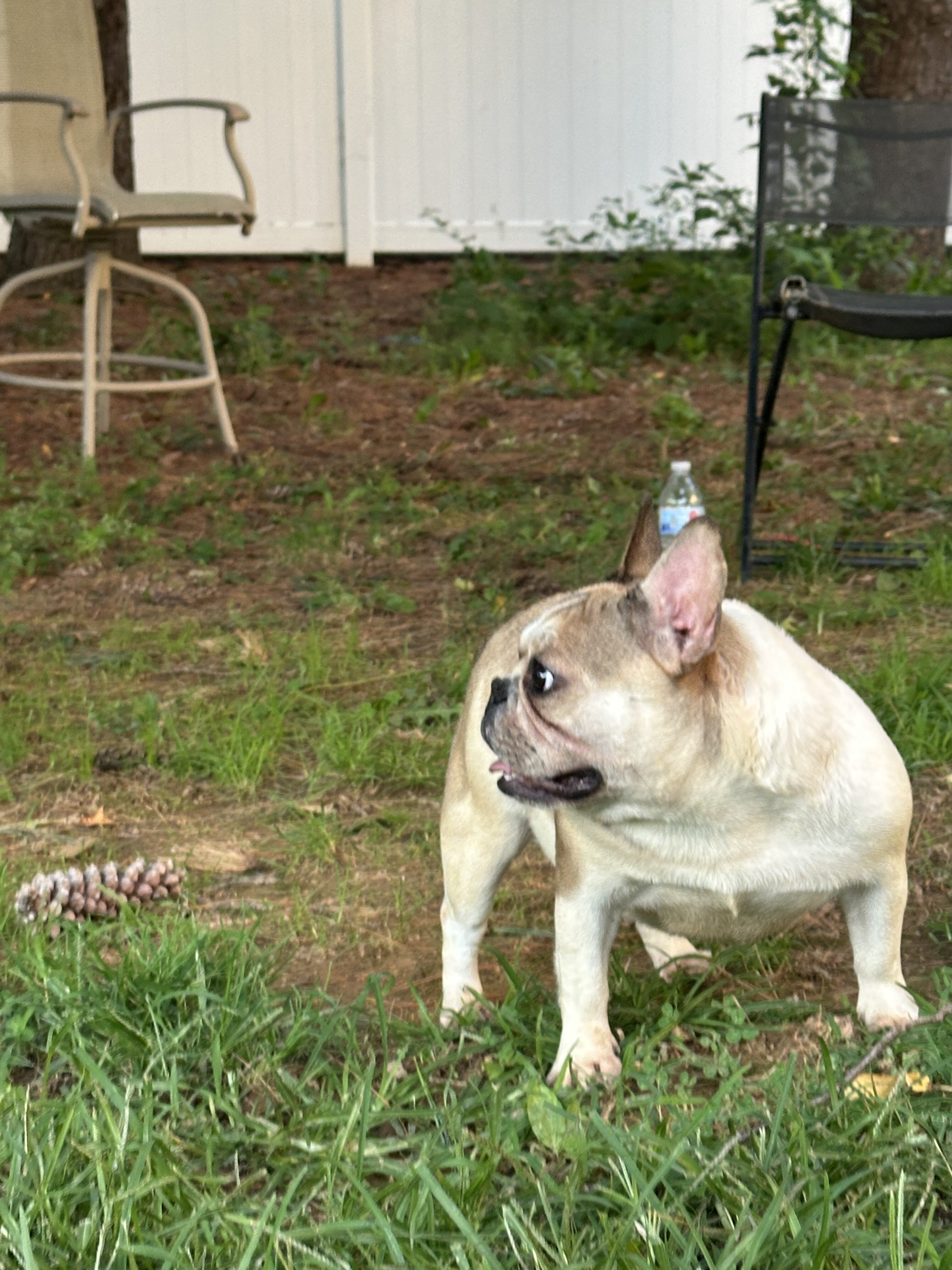 1 yr old female frenchie image 3