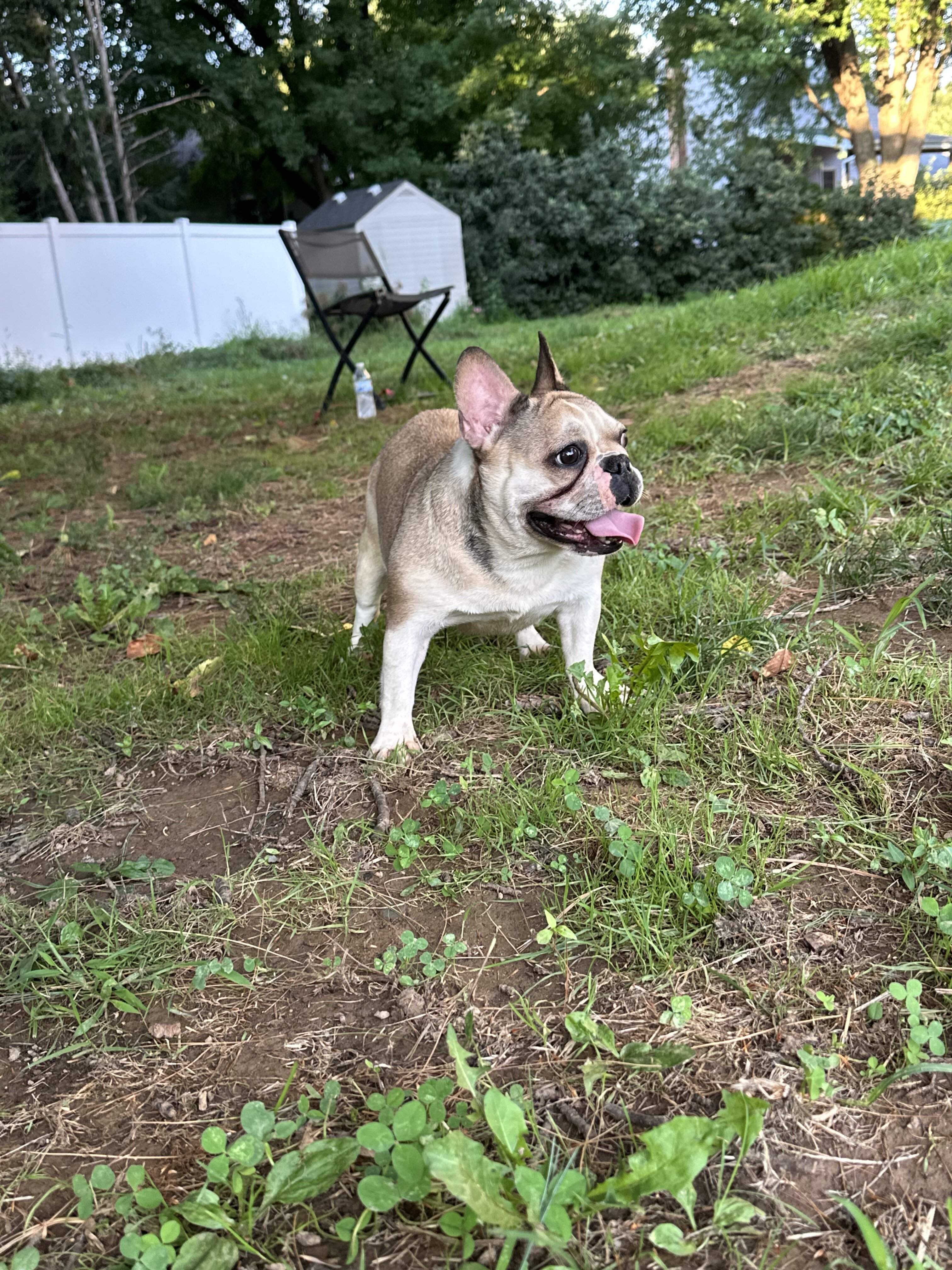 1 yr old female frenchie image 2
