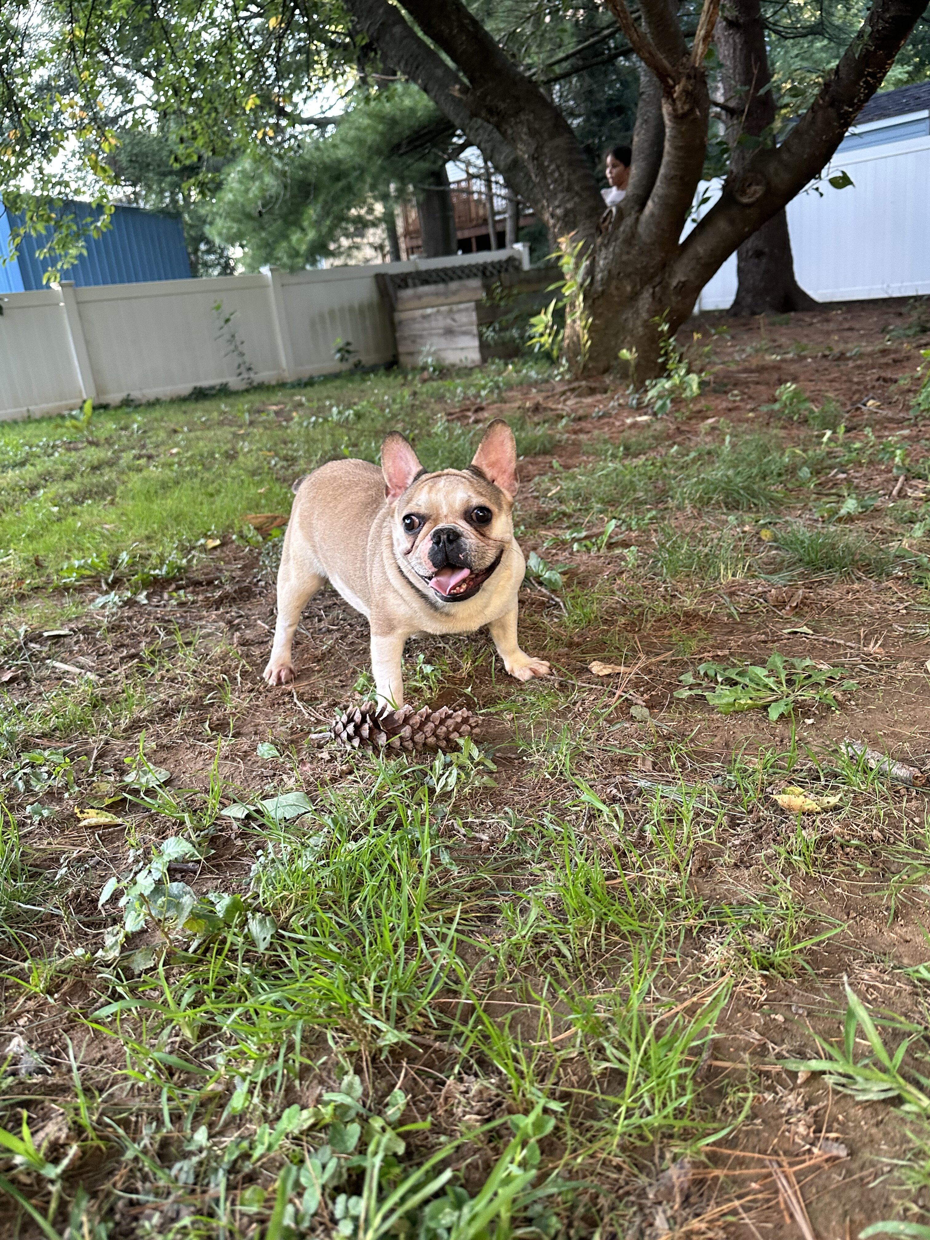 1 yr old female frenchie image 1