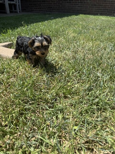 Yorkie image 4