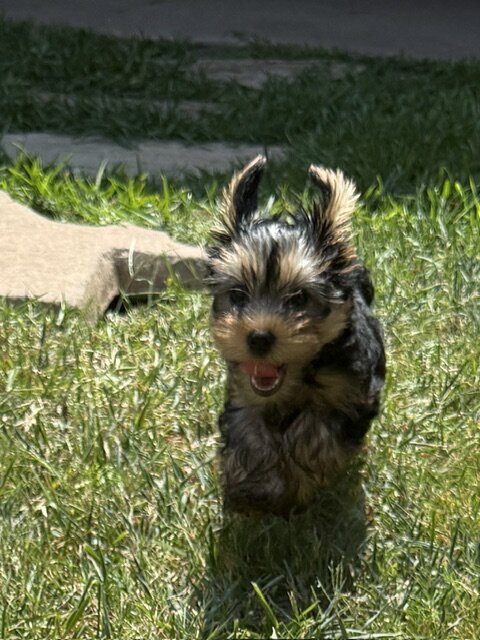 Yorkie image 3