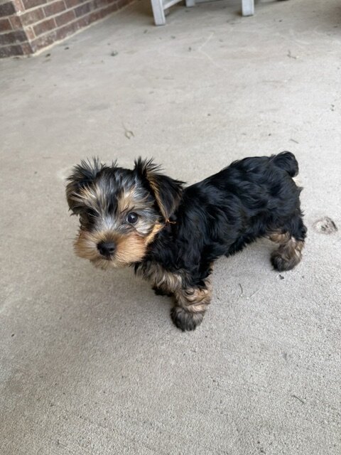 Yorkie image 2