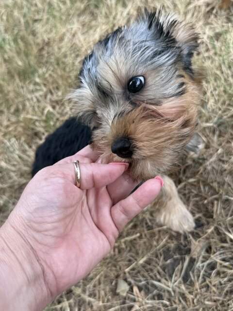 Yorkie image 1