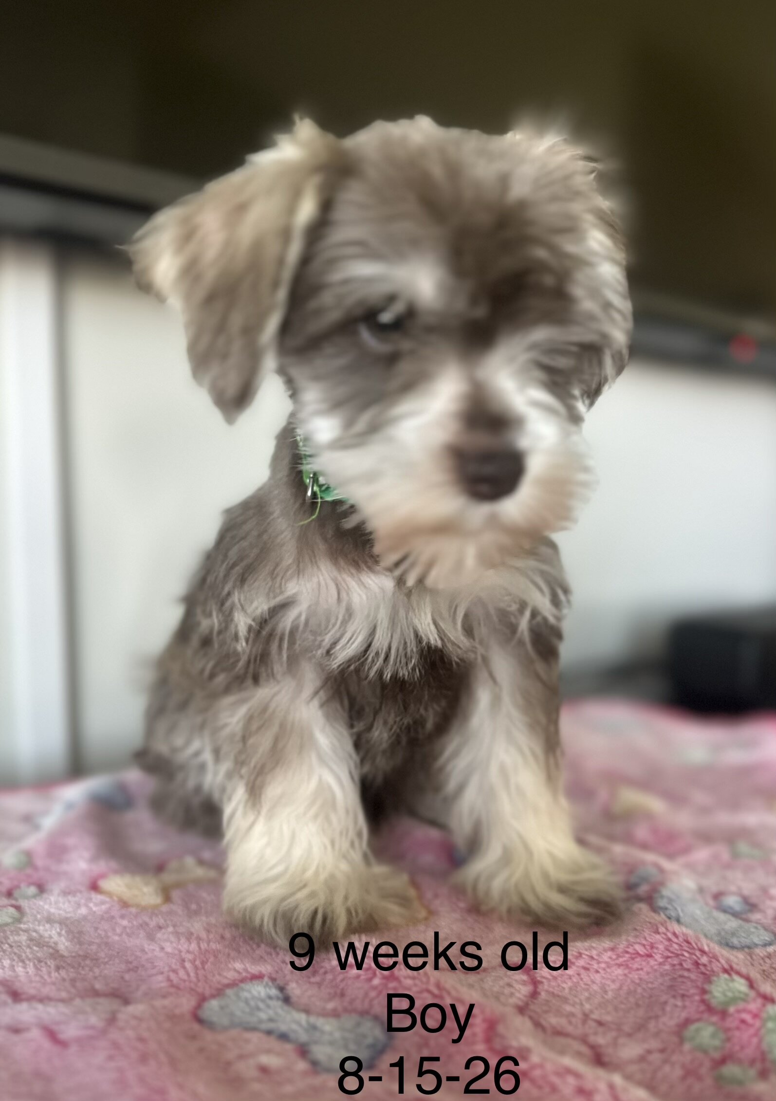Miniature Schnauzer  AKC Registered image 6
