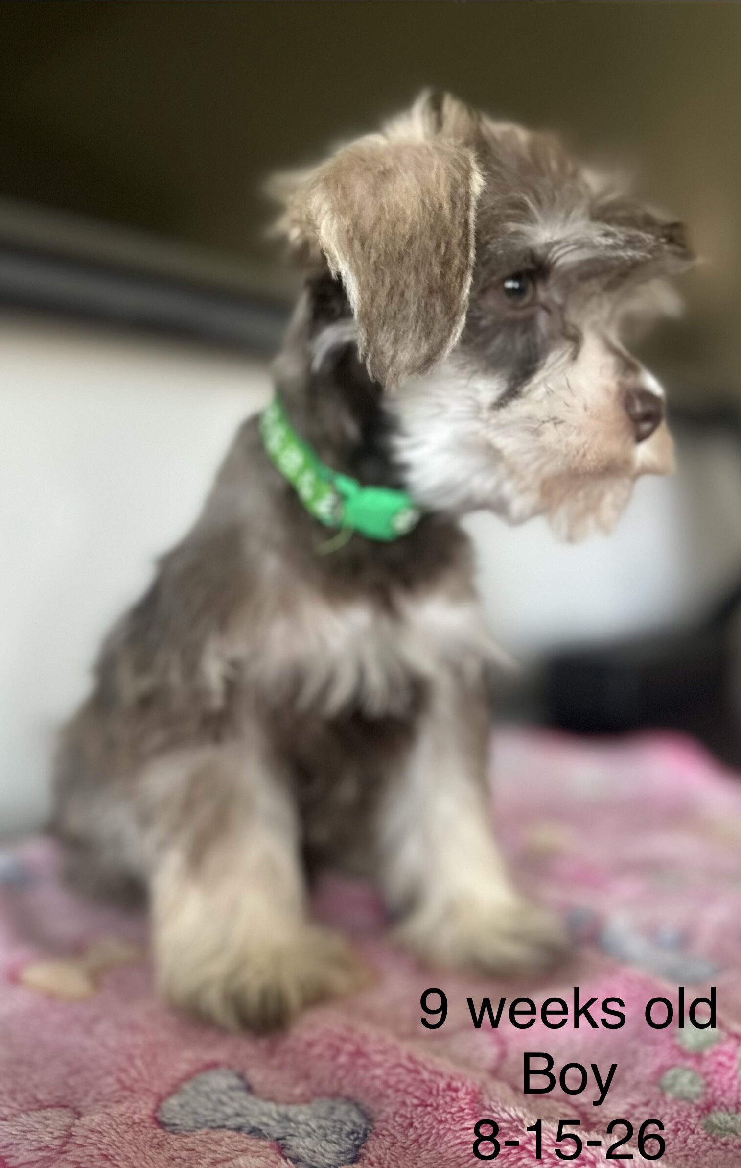Miniature Schnauzer  AKC Registered image 7