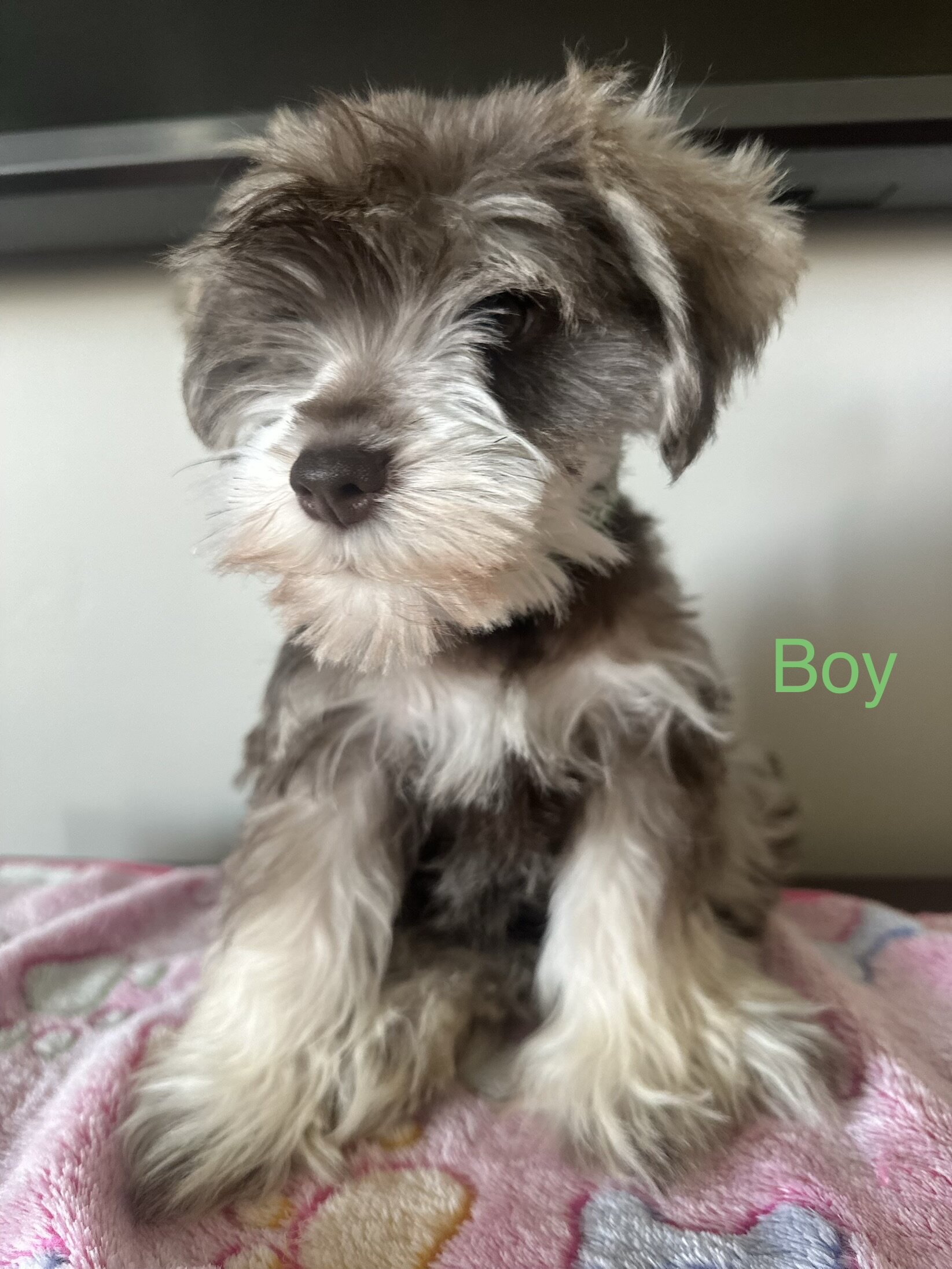 Miniature Schnauzer  AKC Registered image 8