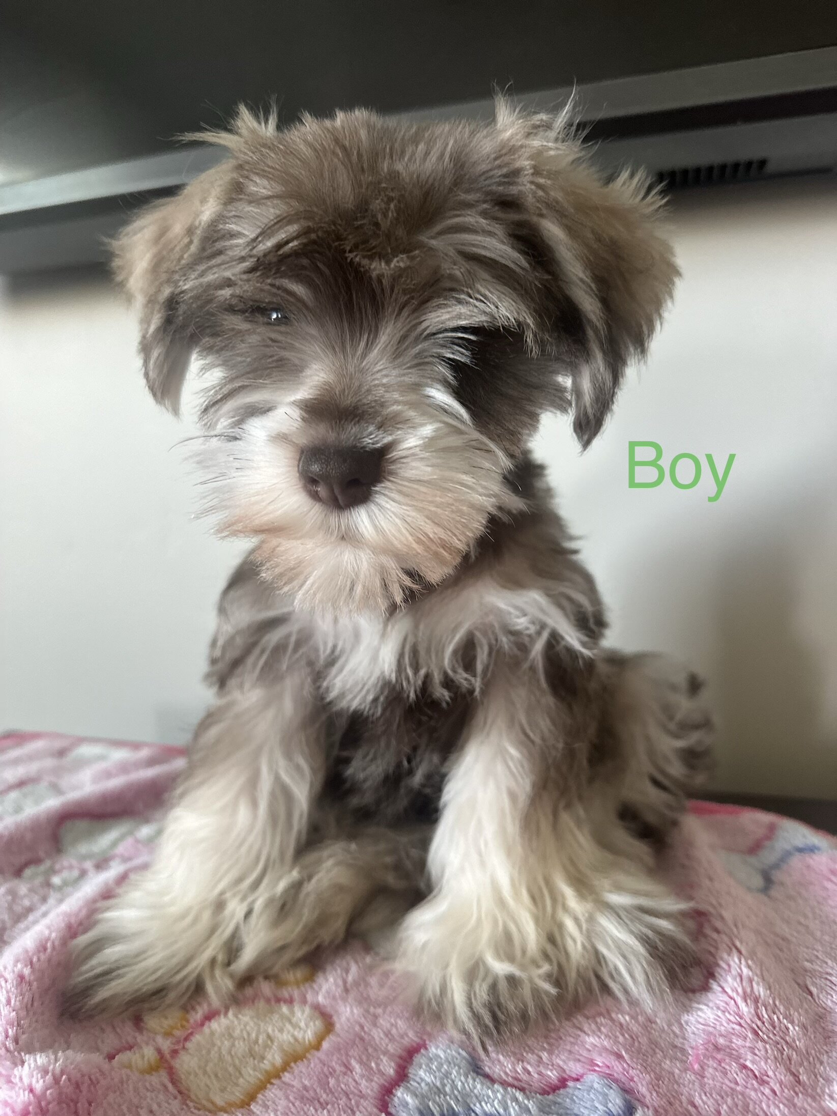 Miniature Schnauzer  AKC Registered image 9