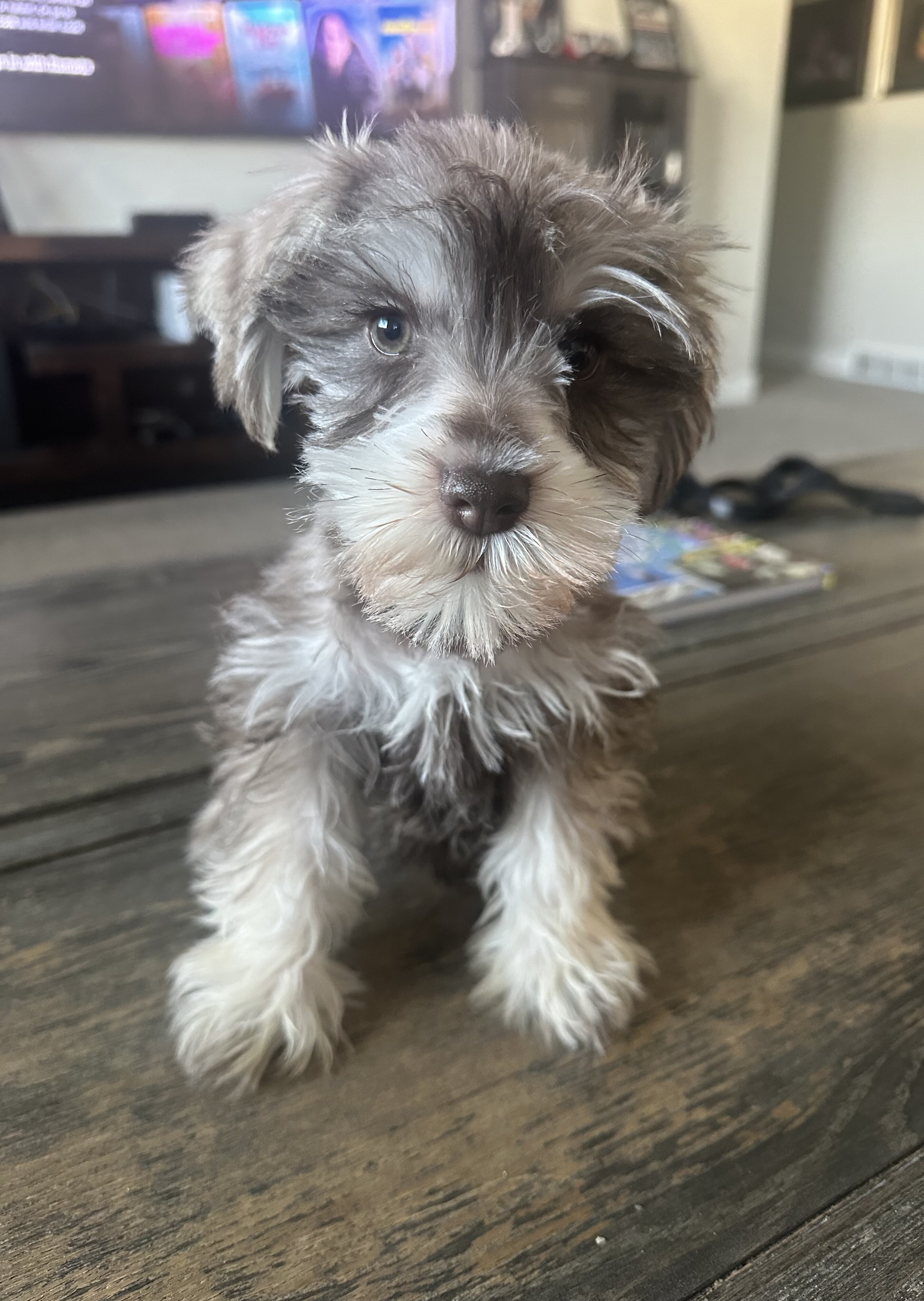 Miniature Schnauzer  AKC Registered image 2