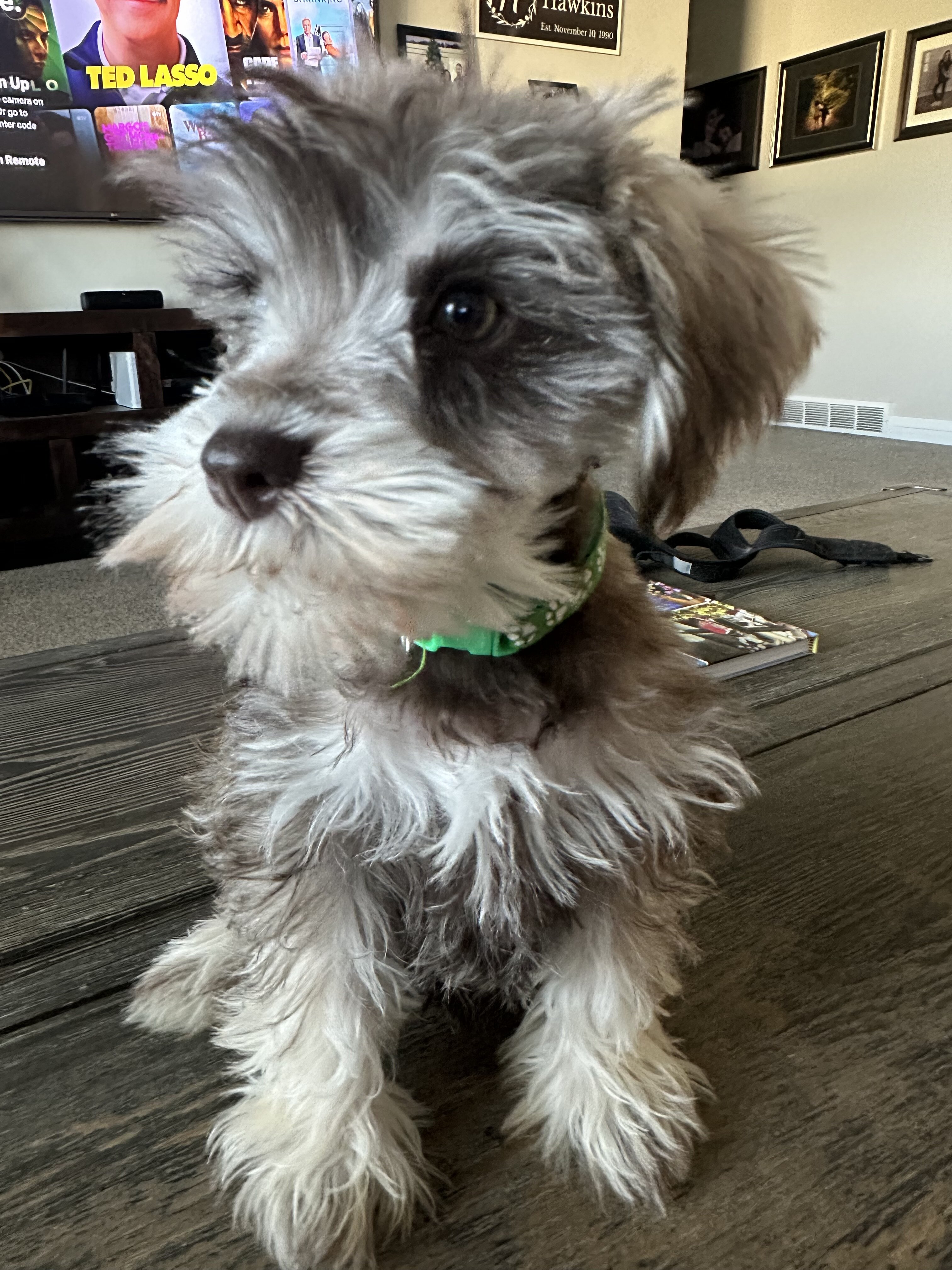 Miniature Schnauzer  AKC Registered image 3