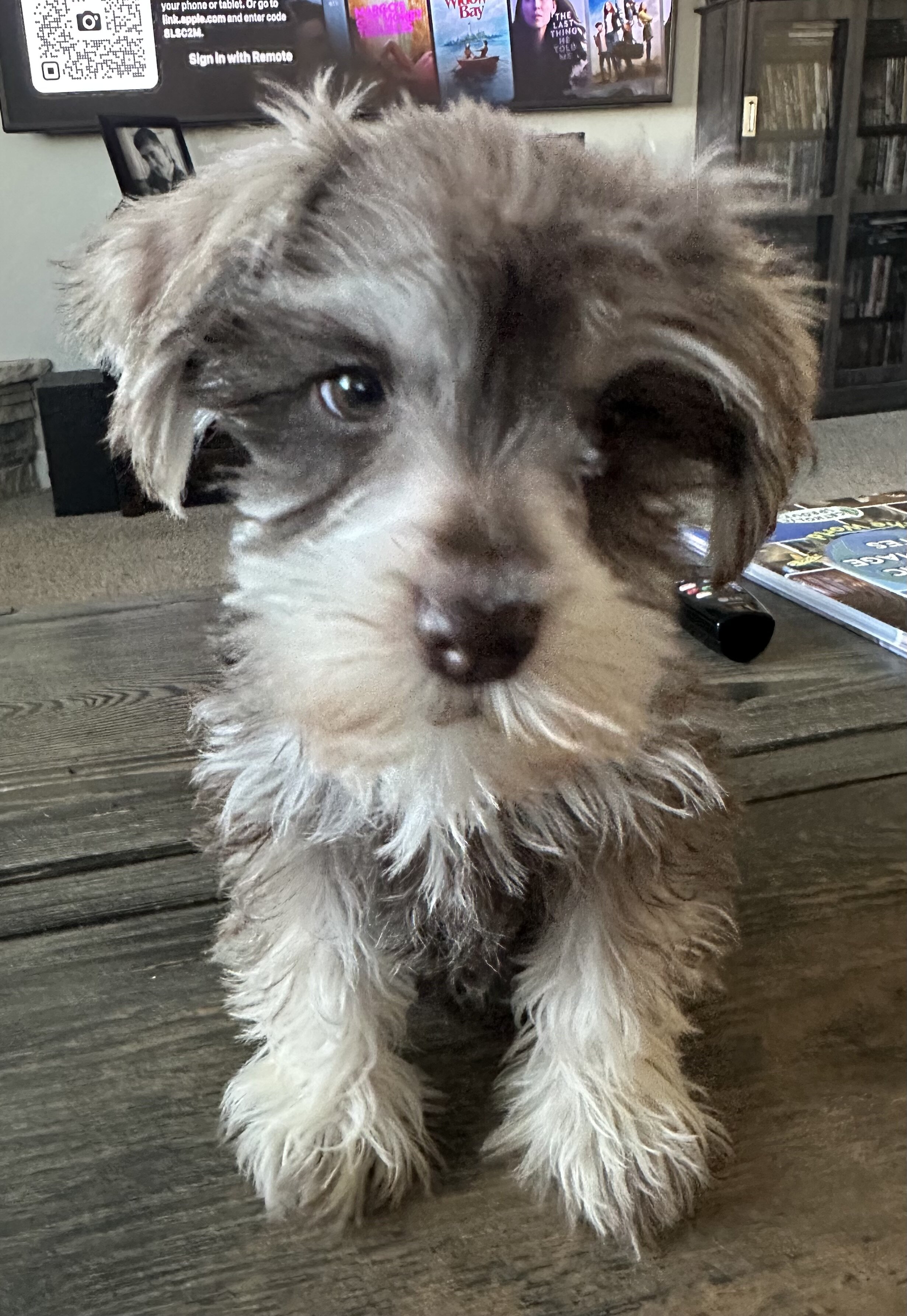 Miniature Schnauzer  AKC Registered image 4