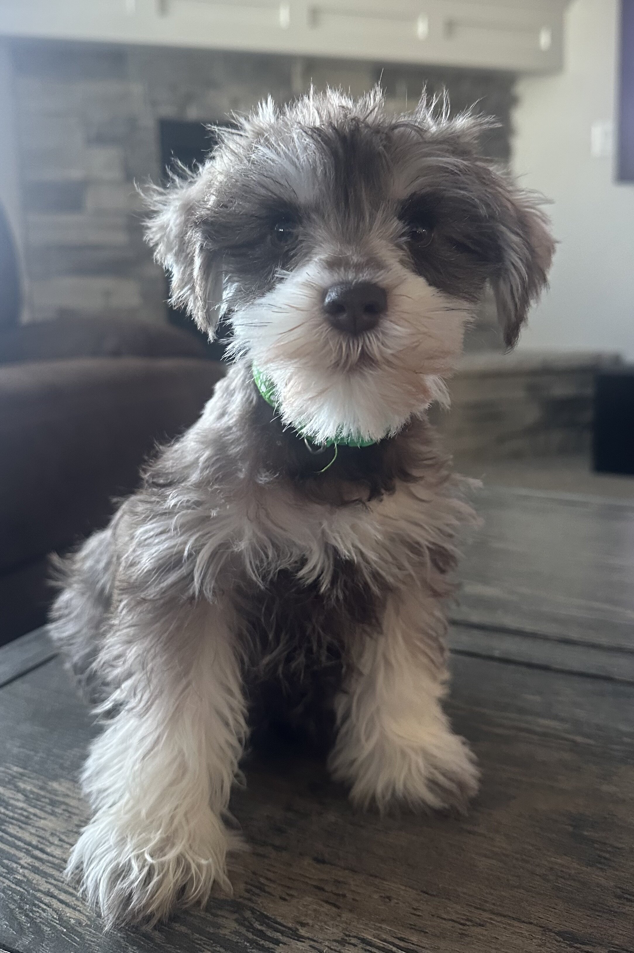 Miniature Schnauzer  AKC Registered image 1