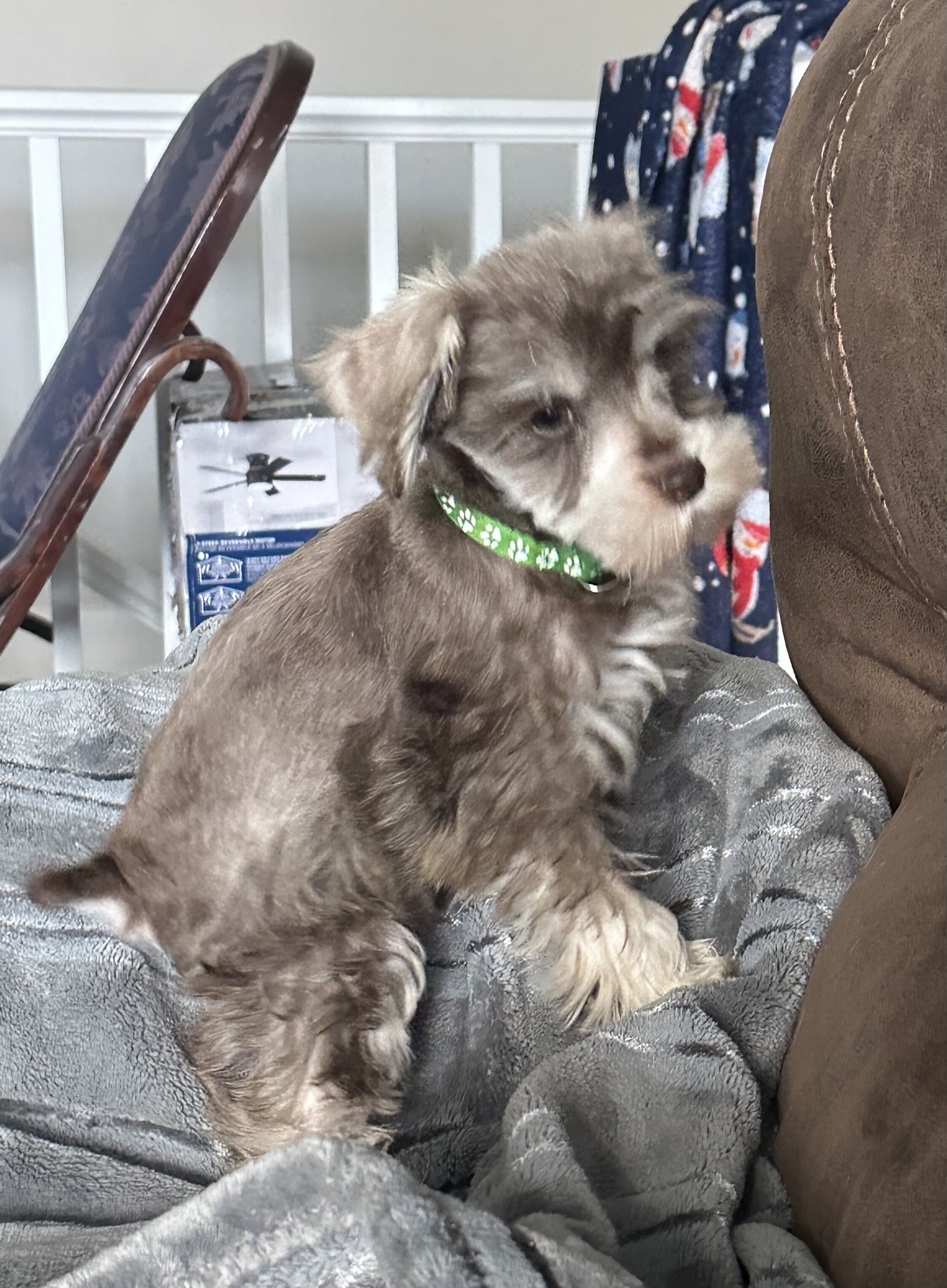 Miniature Schnauzer  AKC Registered image 5