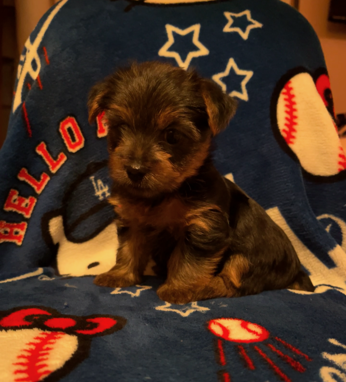 Akc American Kennel Club yorkies yorkie puppy pupp image 3