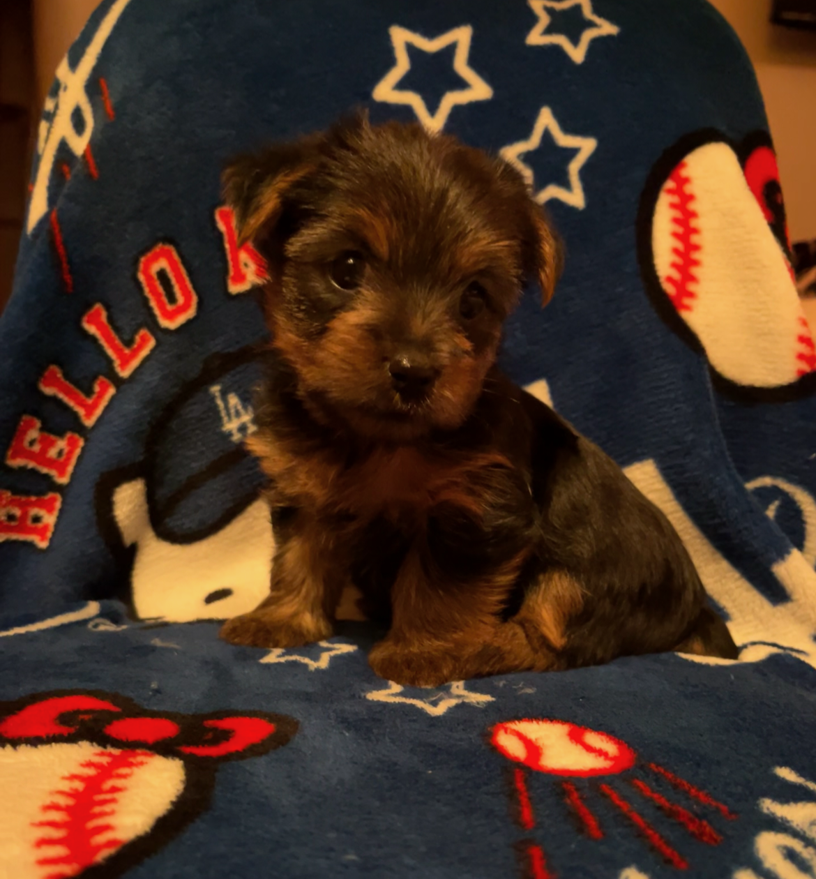 Akc American Kennel Club yorkies yorkie puppy pupp image 4