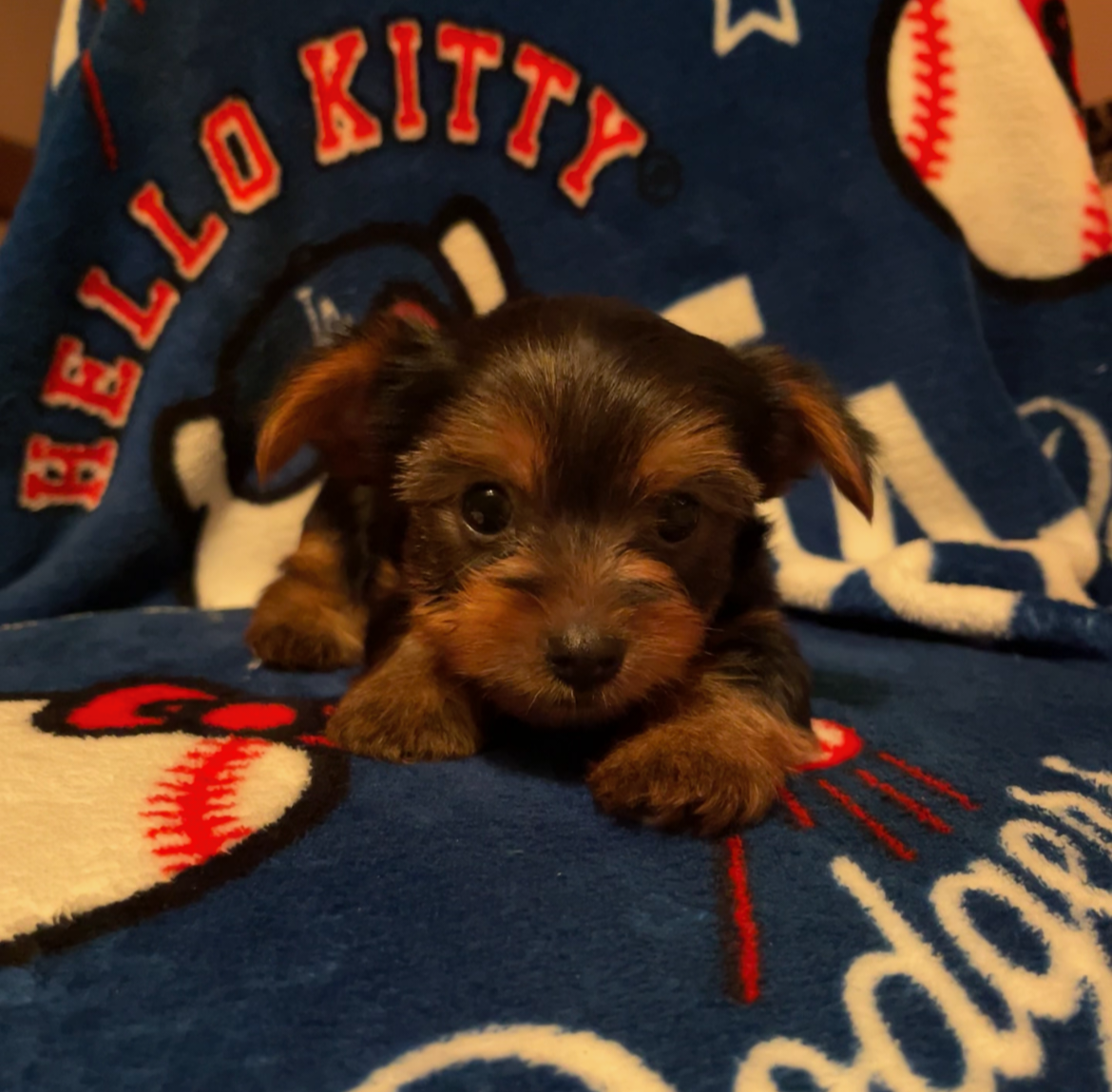 Akc American Kennel Club yorkies yorkie puppy pupp image 5