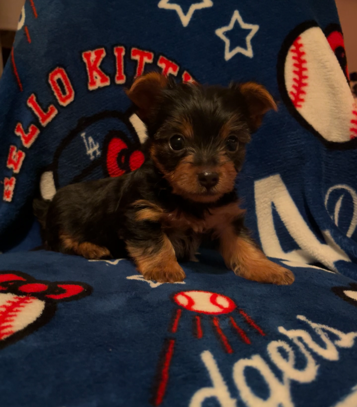 Akc American Kennel Club yorkies yorkie puppy pupp image 1