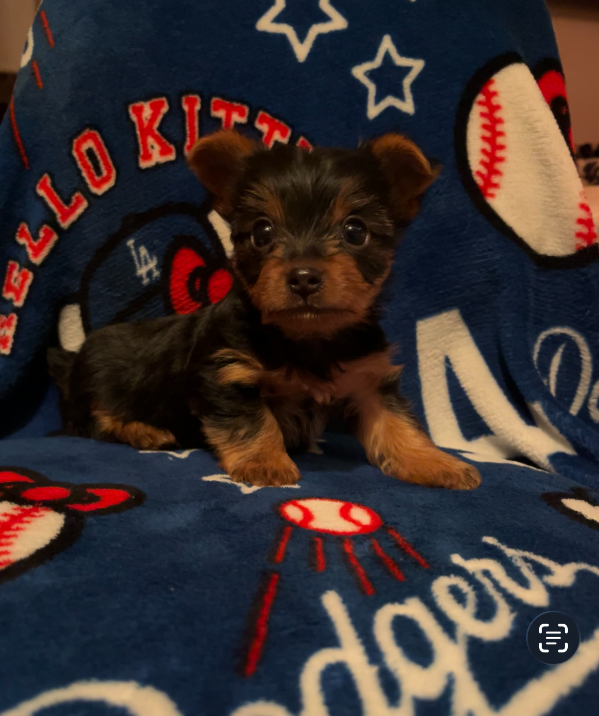 Akc American Kennel Club yorkies yorkie puppy pupp image 2