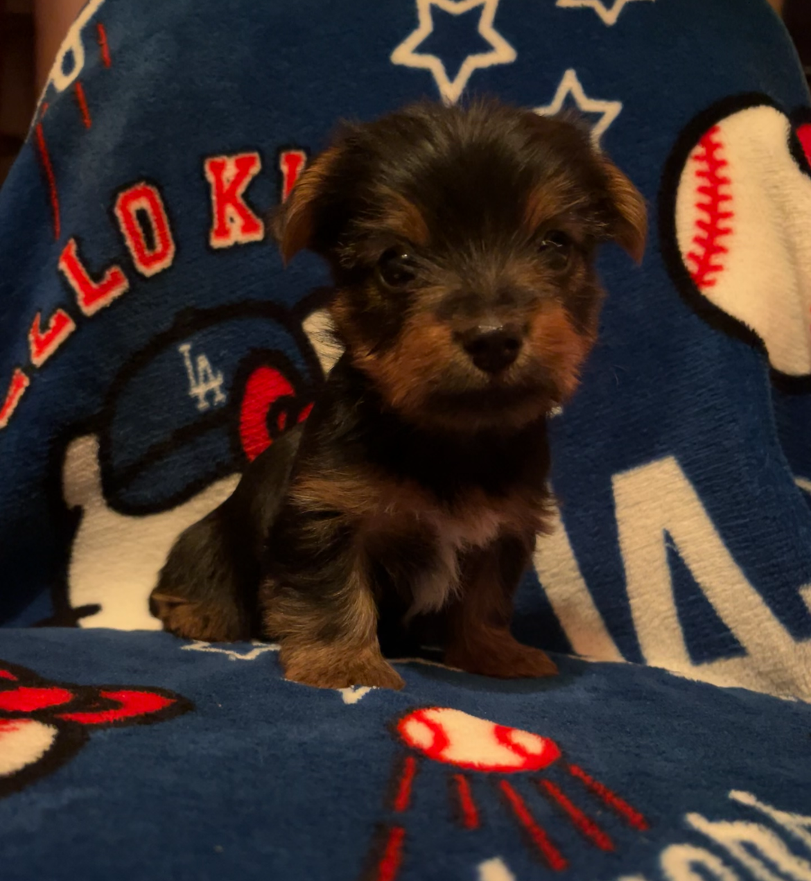 Akc American Kennel Club yorkies yorkie puppy pupp image 6