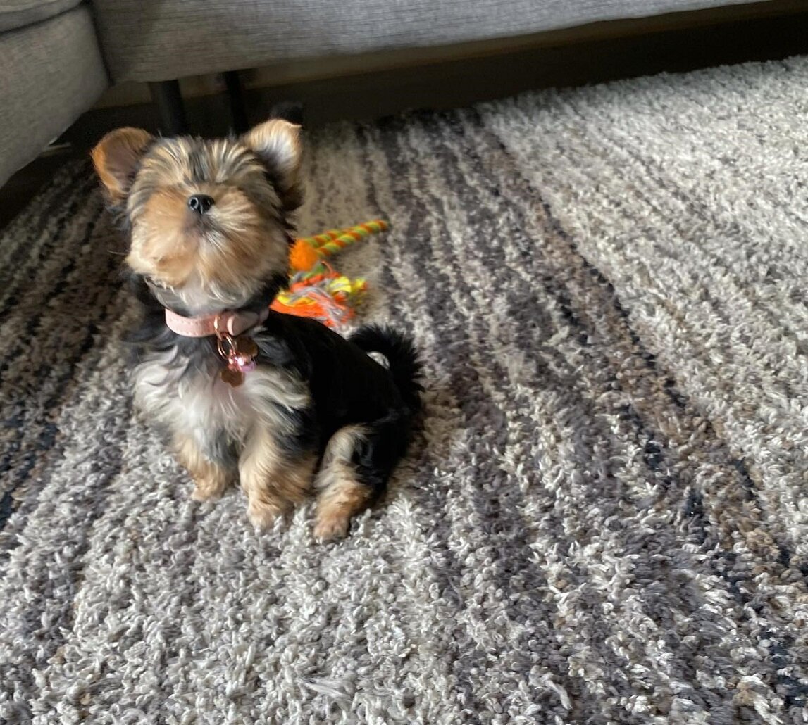 Bella - Female Yorkshire Terrier Puppy image 1