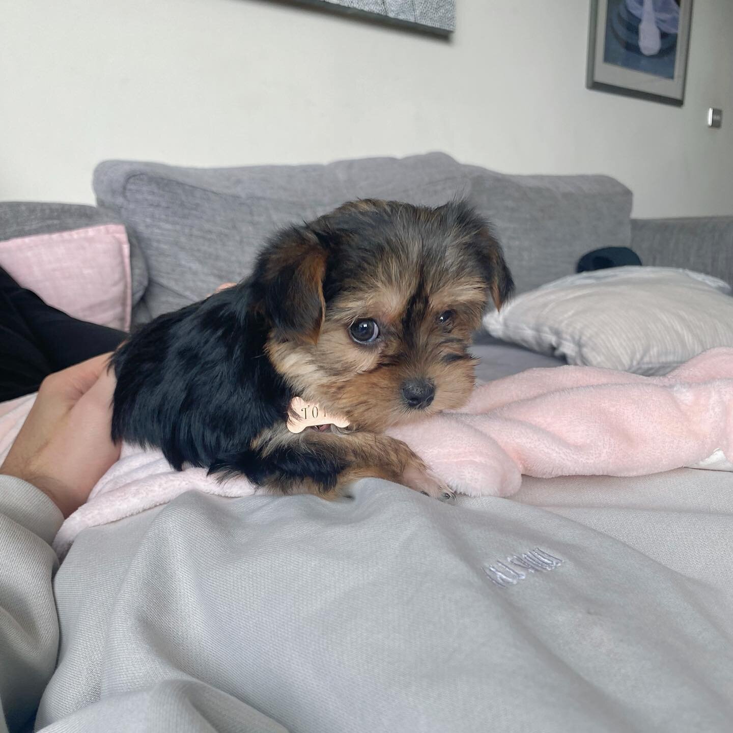 Bella - Female Yorkshire Terrier Puppy image 2