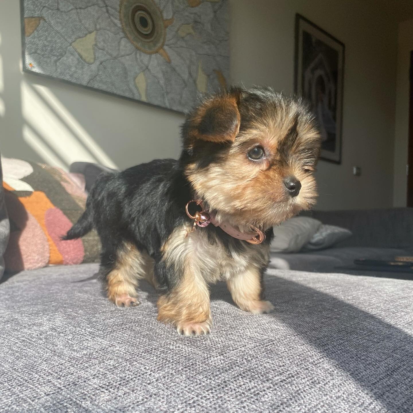 Bella - Female Yorkshire Terrier Puppy image 3
