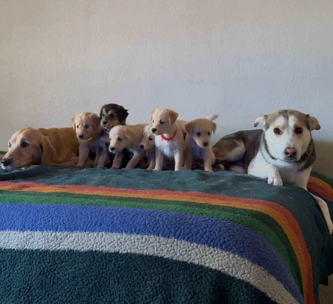 Golden Retriever and German Shepherd Husky Mix Pup image 2