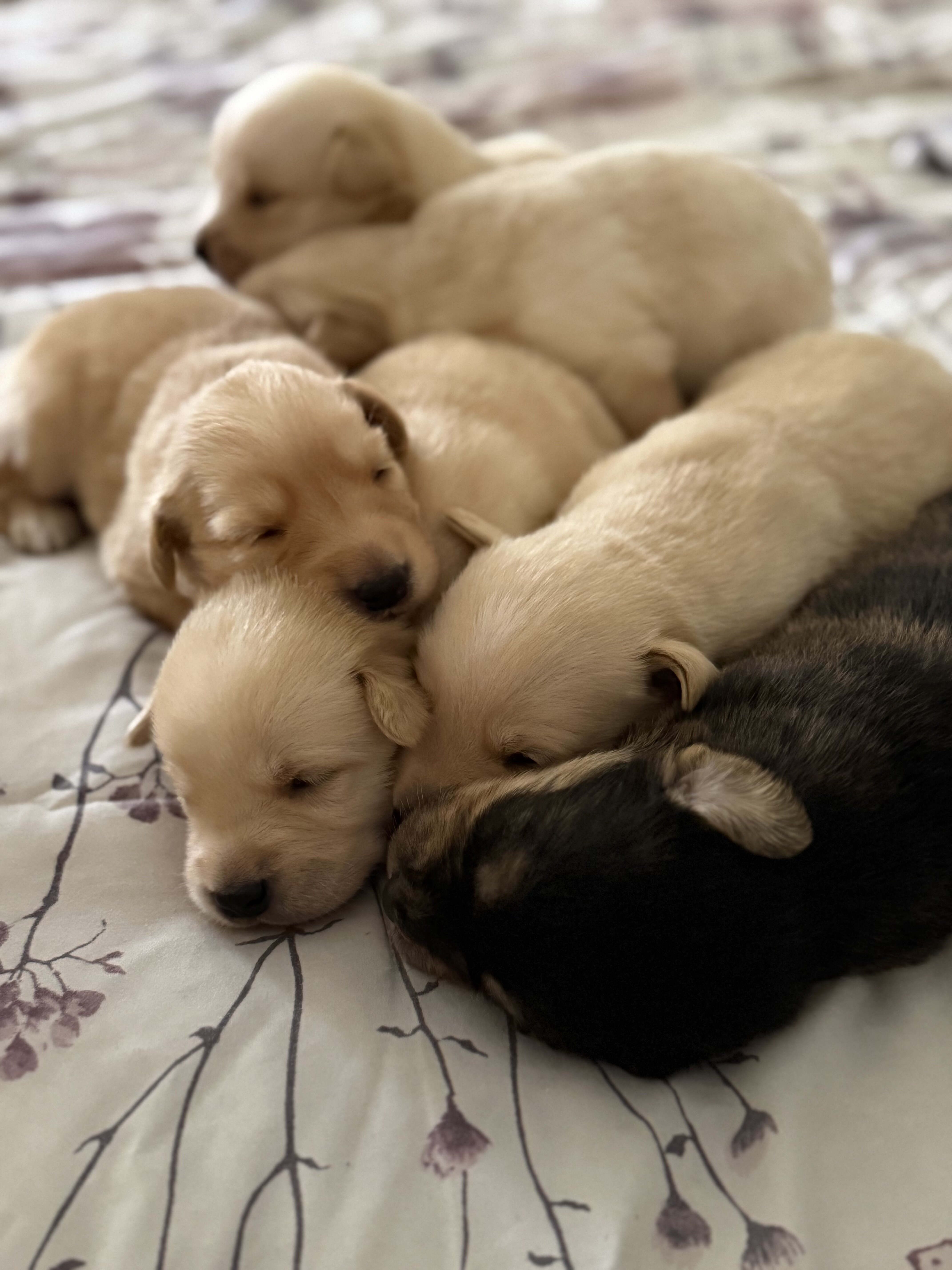 Golden Retriever and German Shepherd Husky Mix Pup image 1